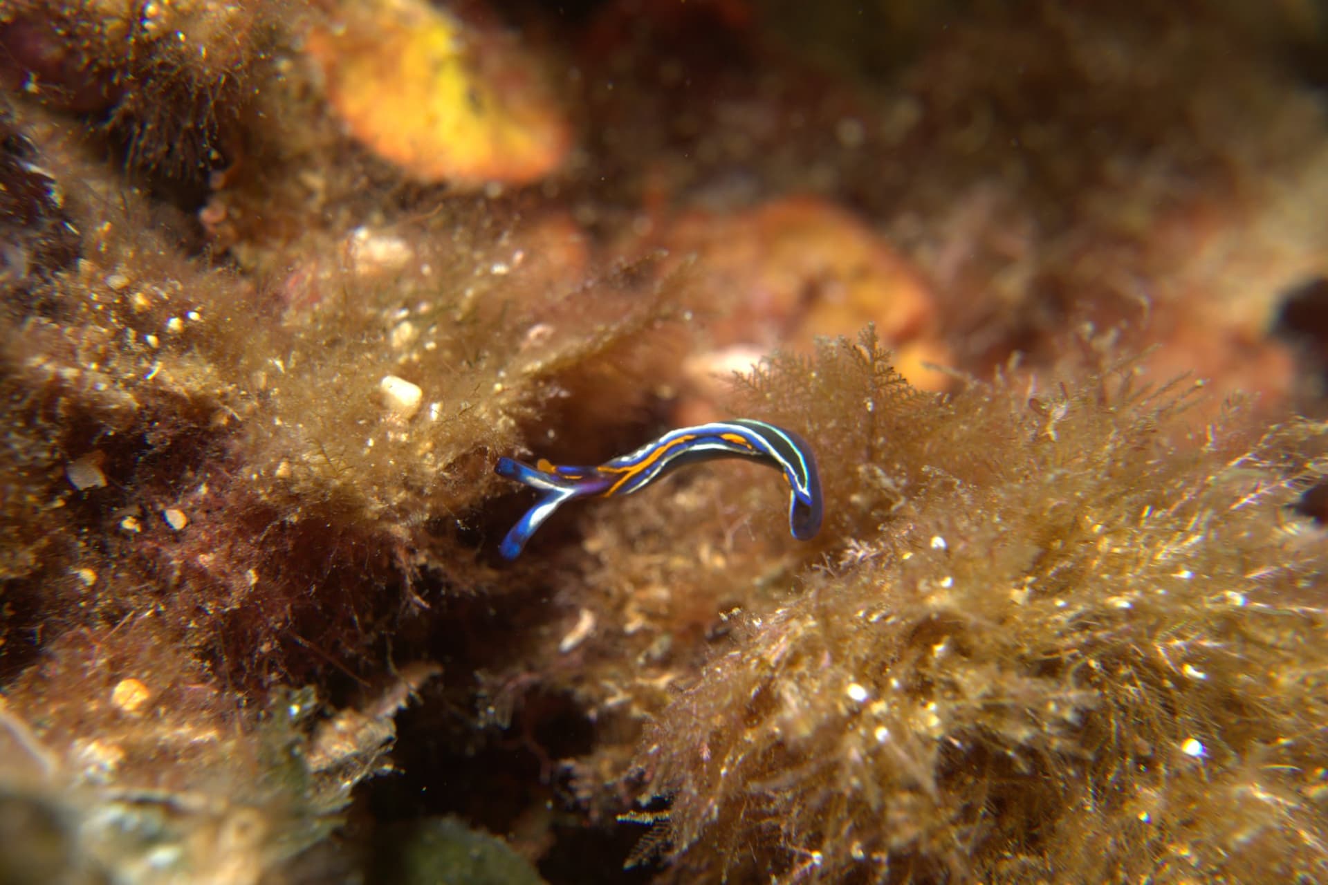 Thuridilla hopei, Tricolour sea slug