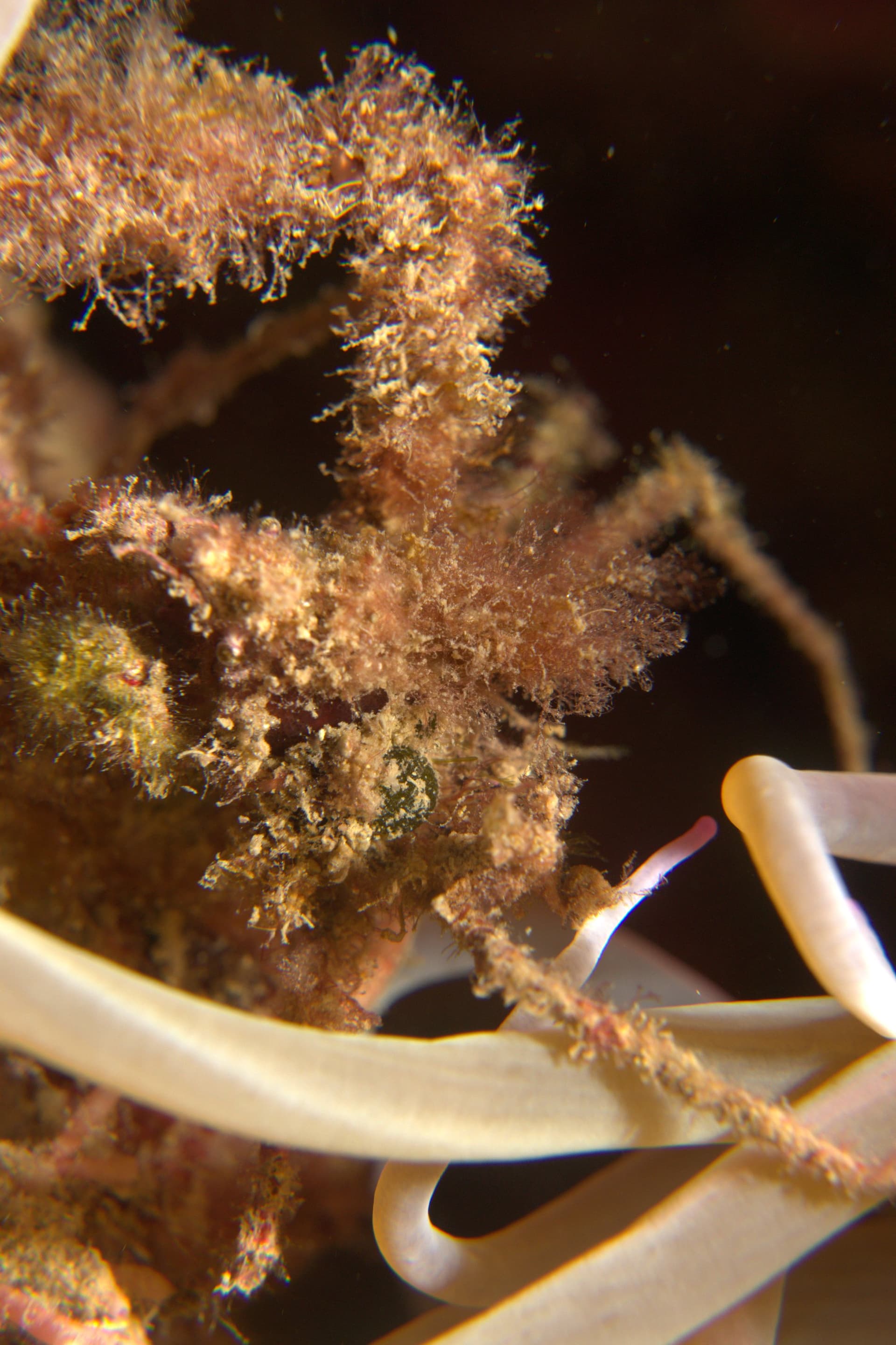 Leach's spider crab, Sea anemone