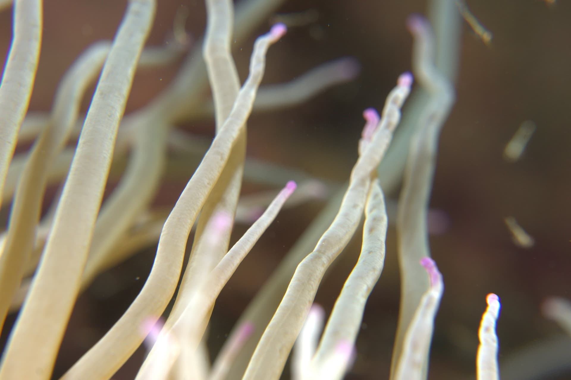 Snakelocks anemone