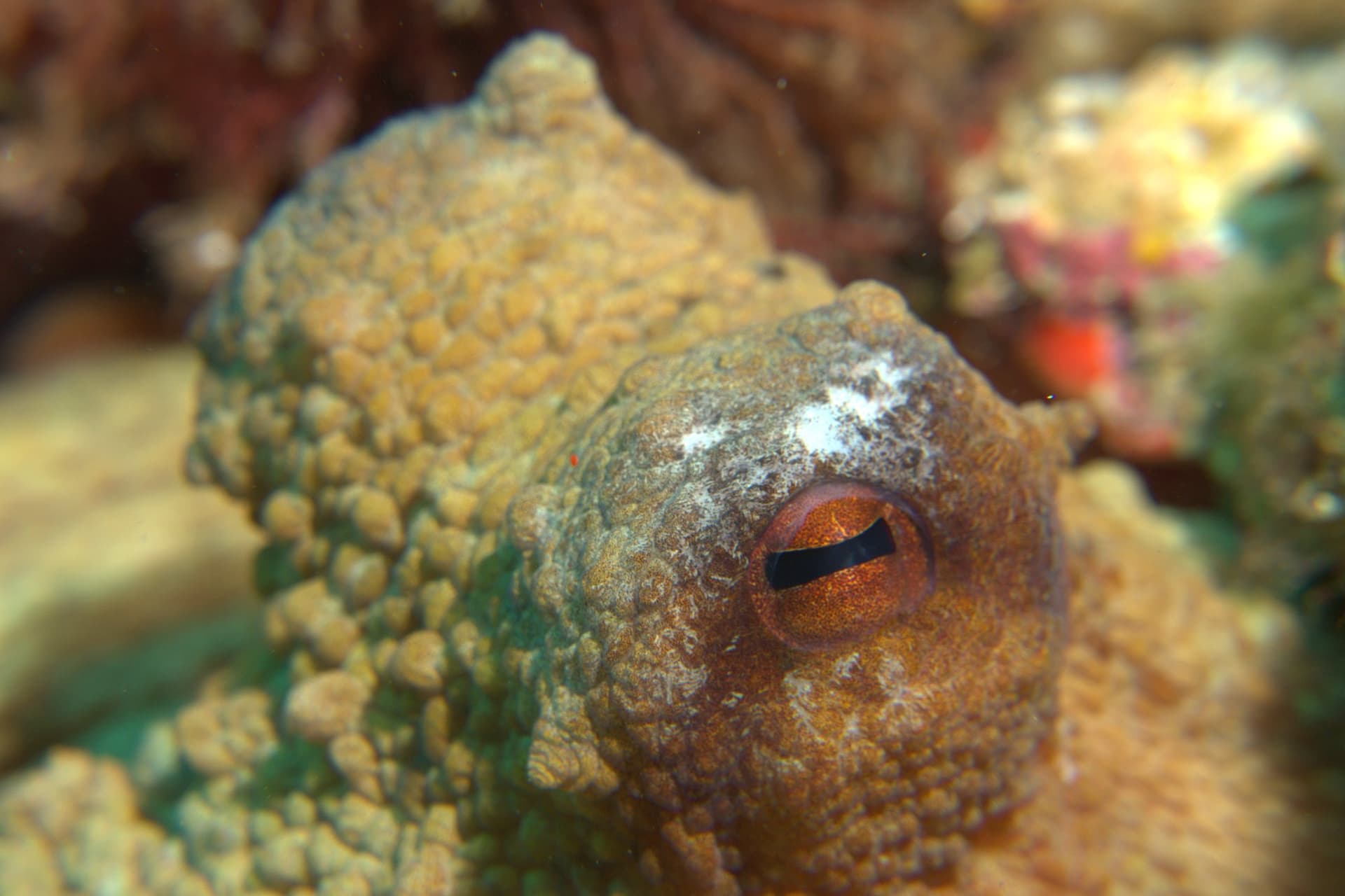 Common octopus