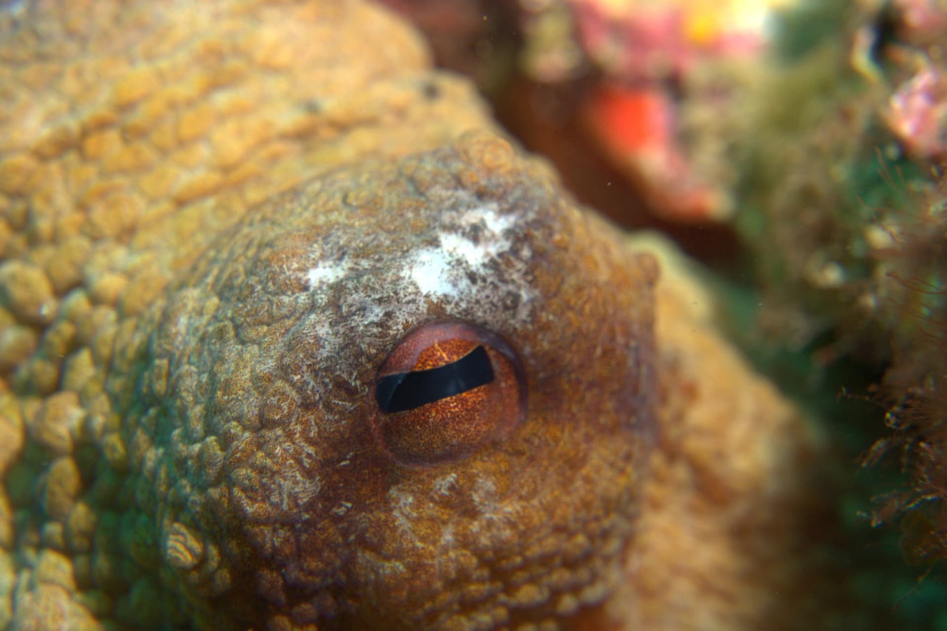 Common octopus