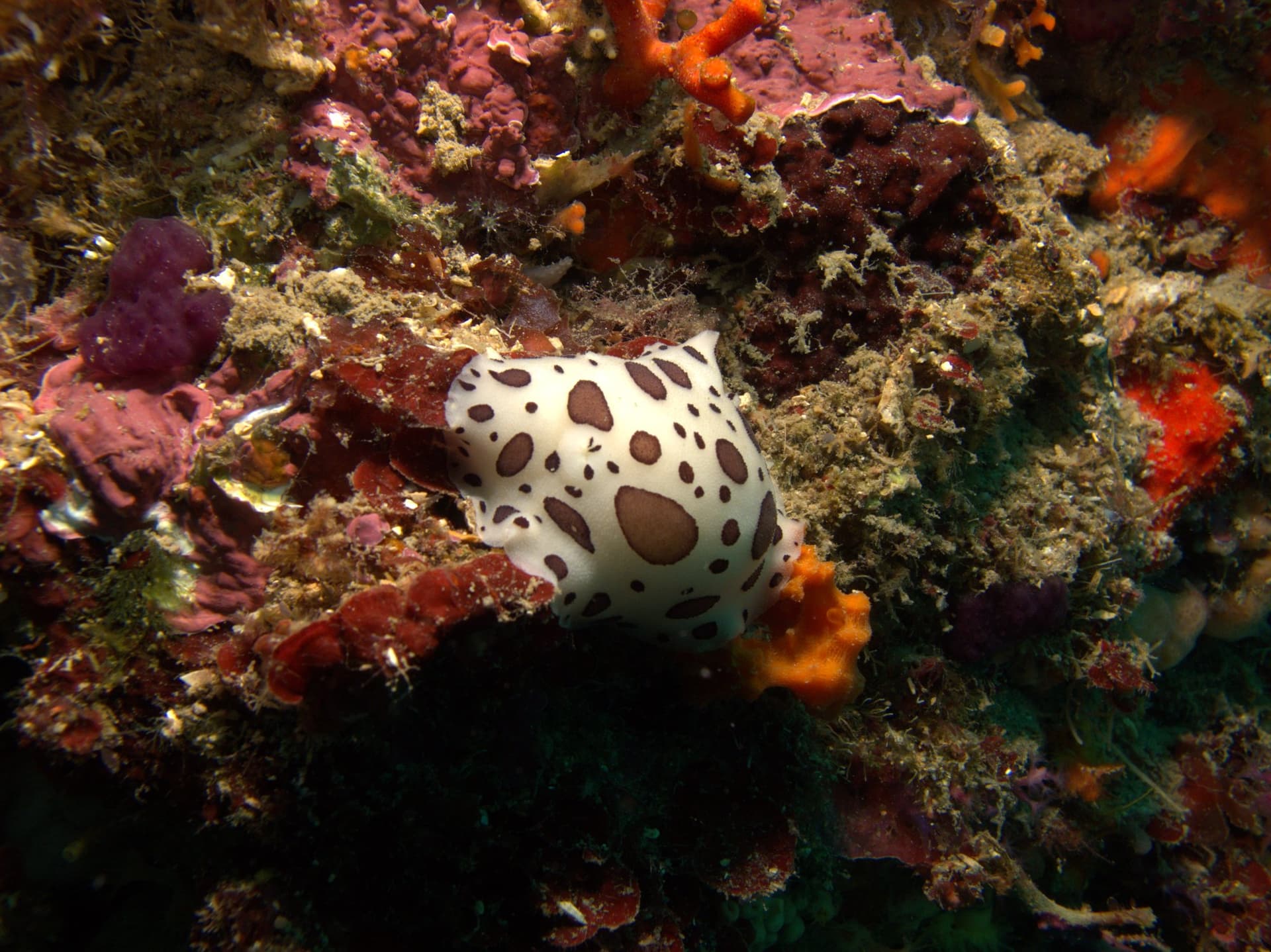 Spotted sea slug