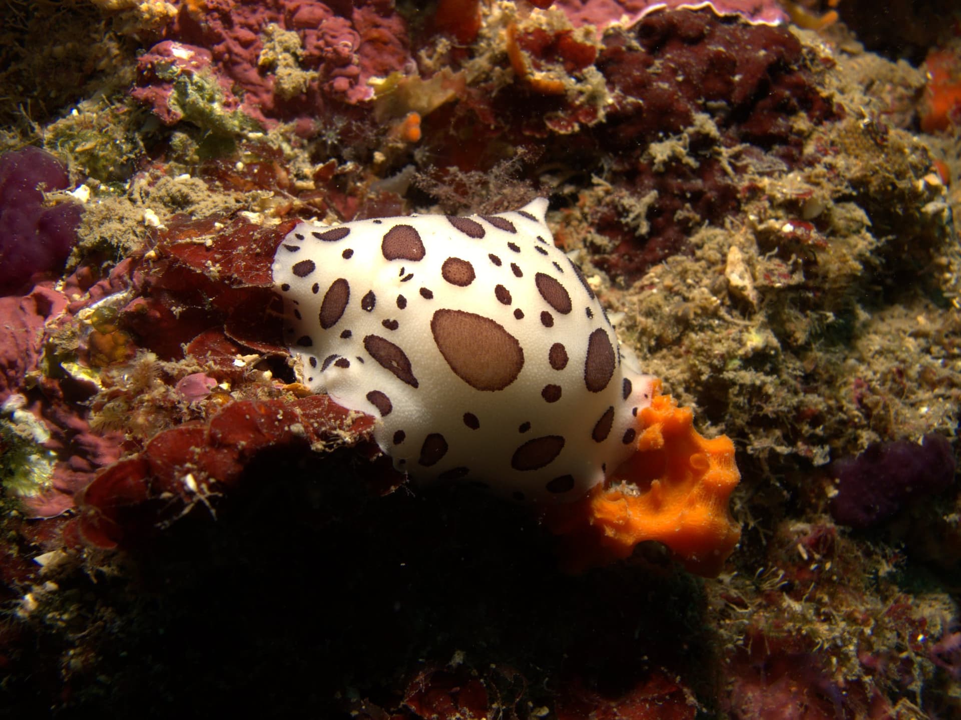 Spotted sea slug