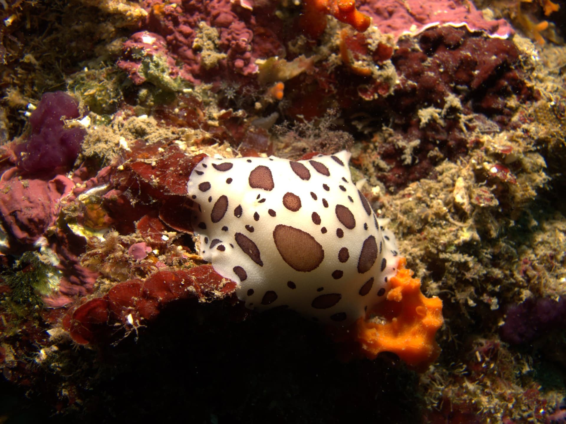 Spotted sea slug