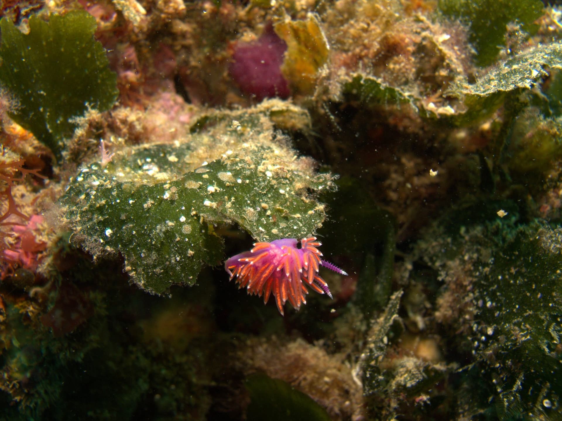 Paraflabellina ischitana