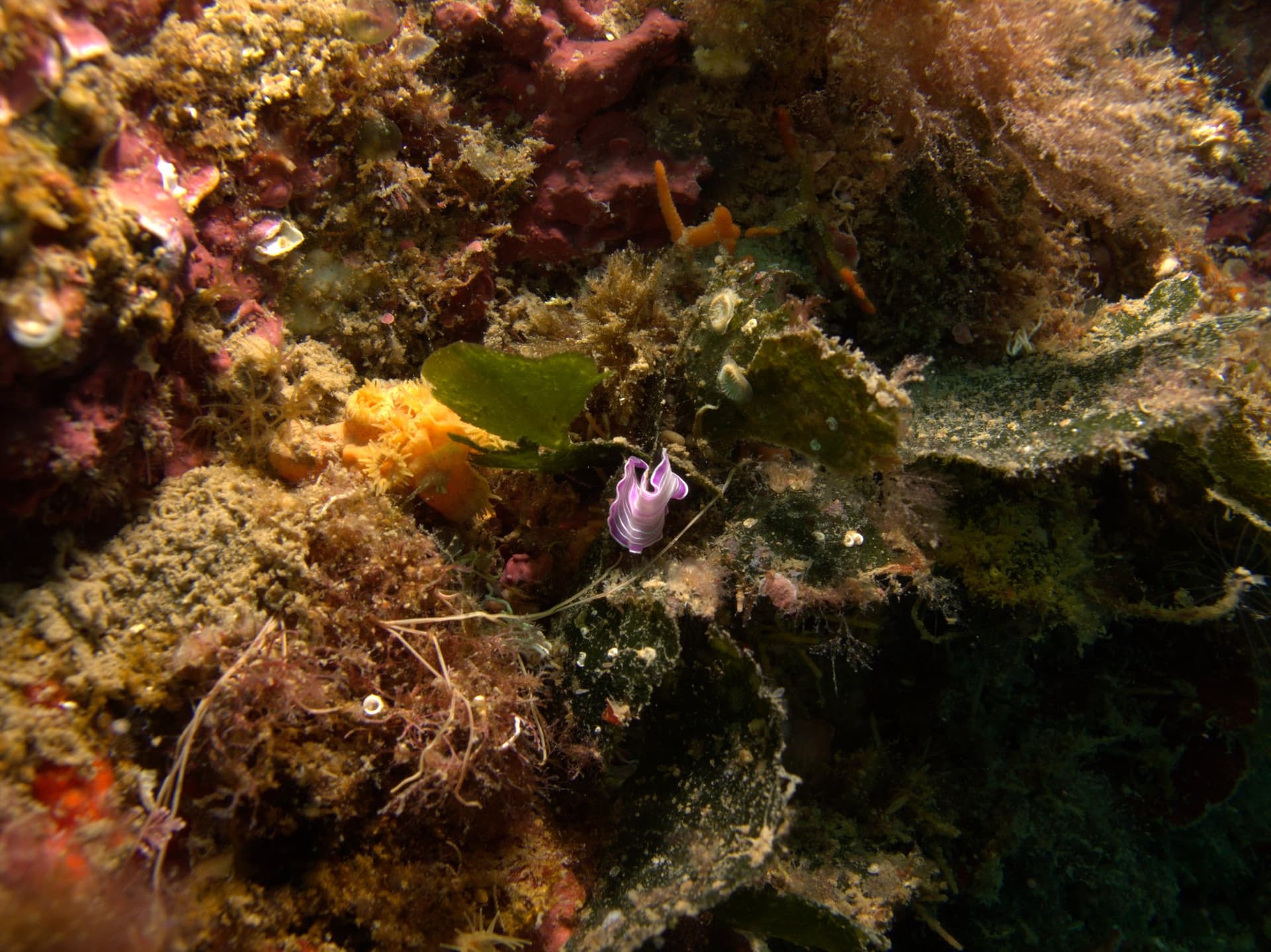 Prostheceraeus roseus
