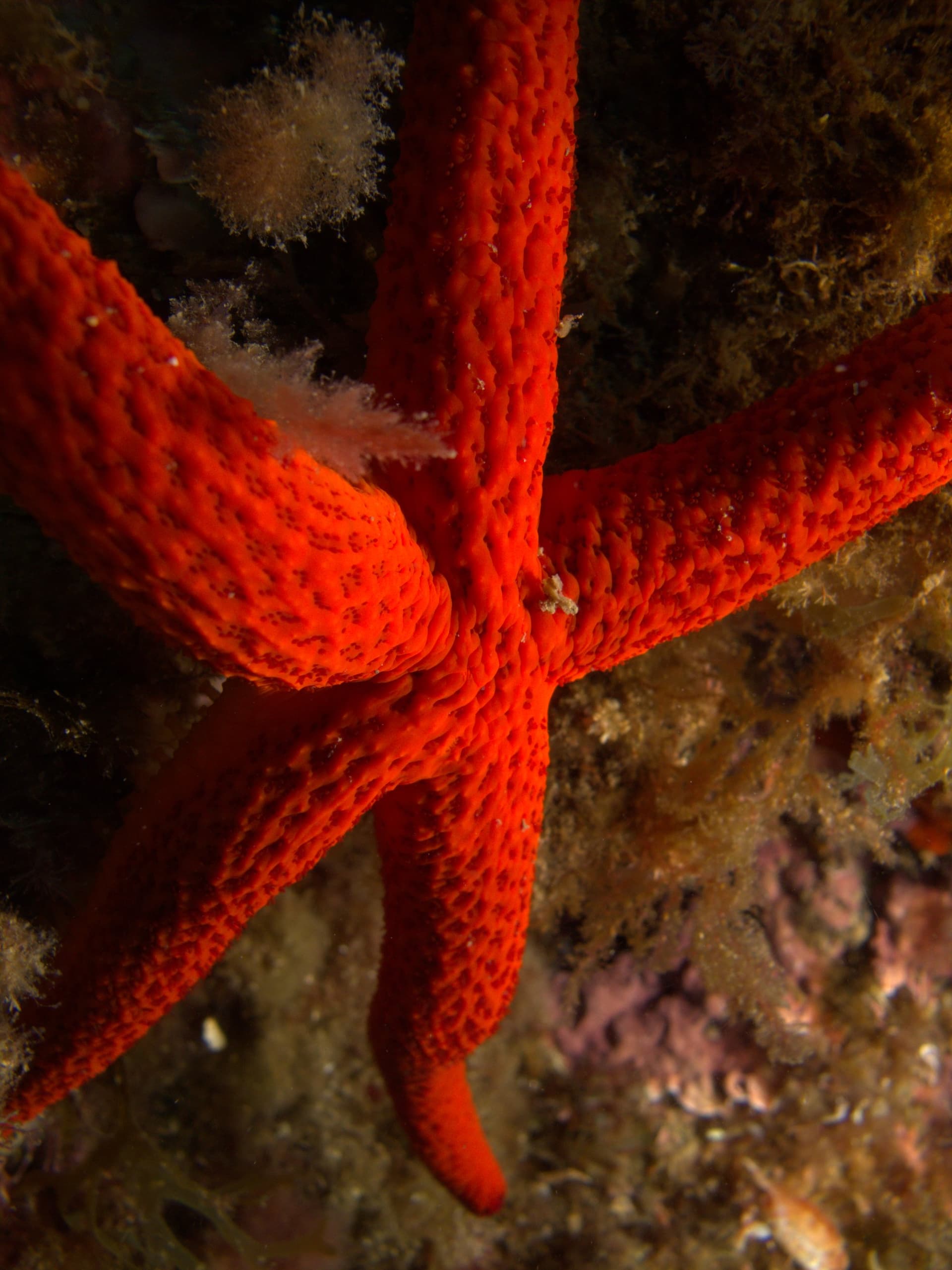 Red starfish