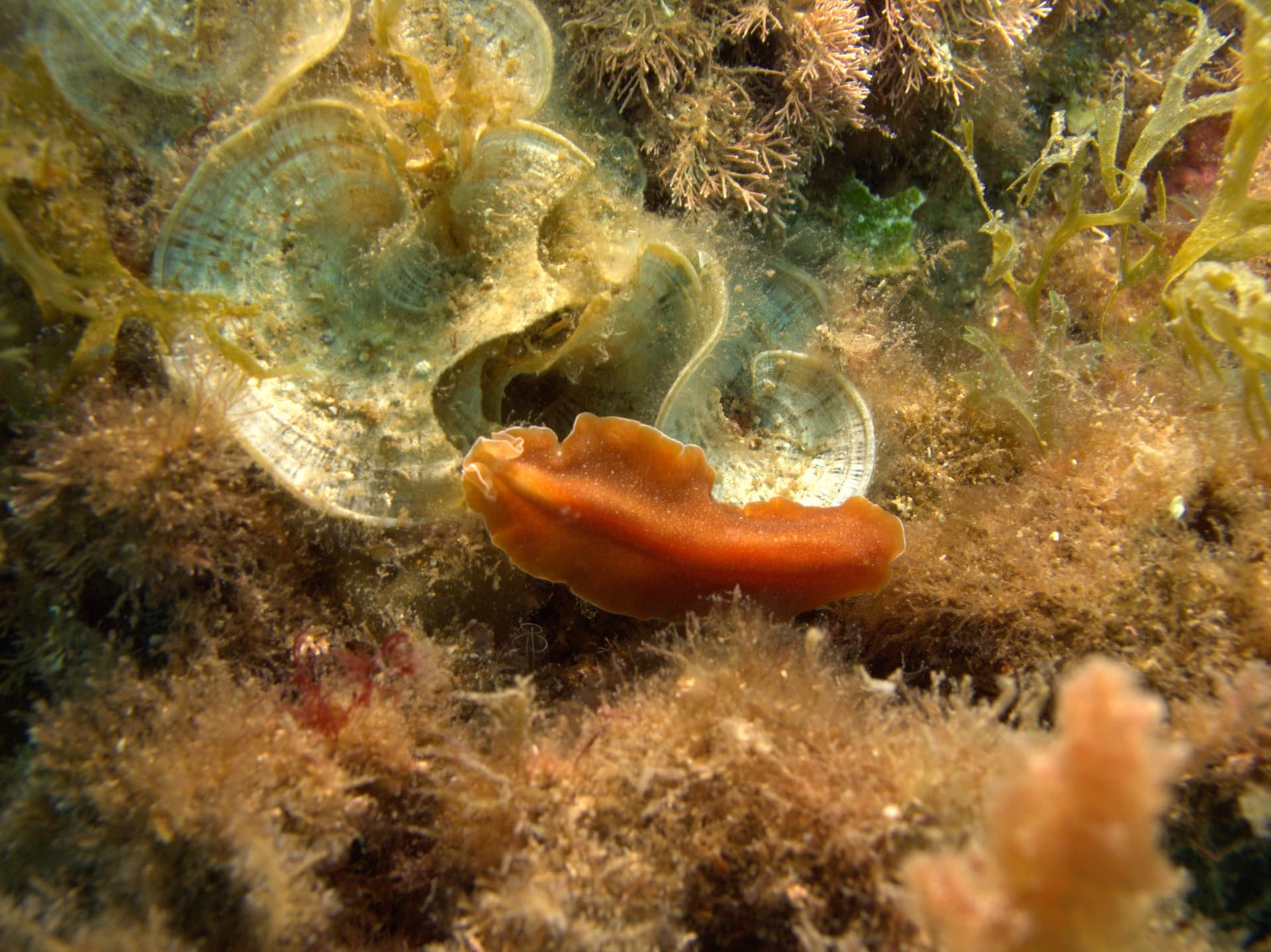 Brown flatworm
