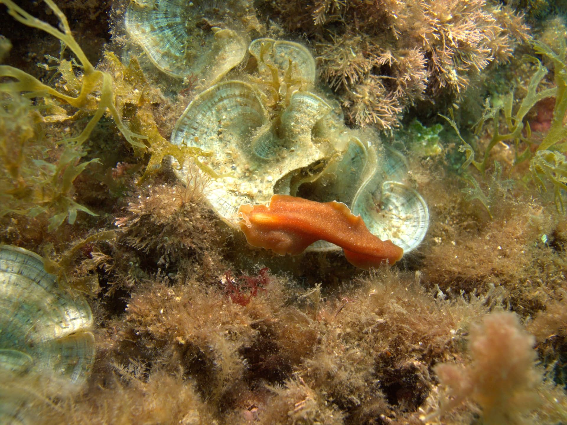 Brown flatworm