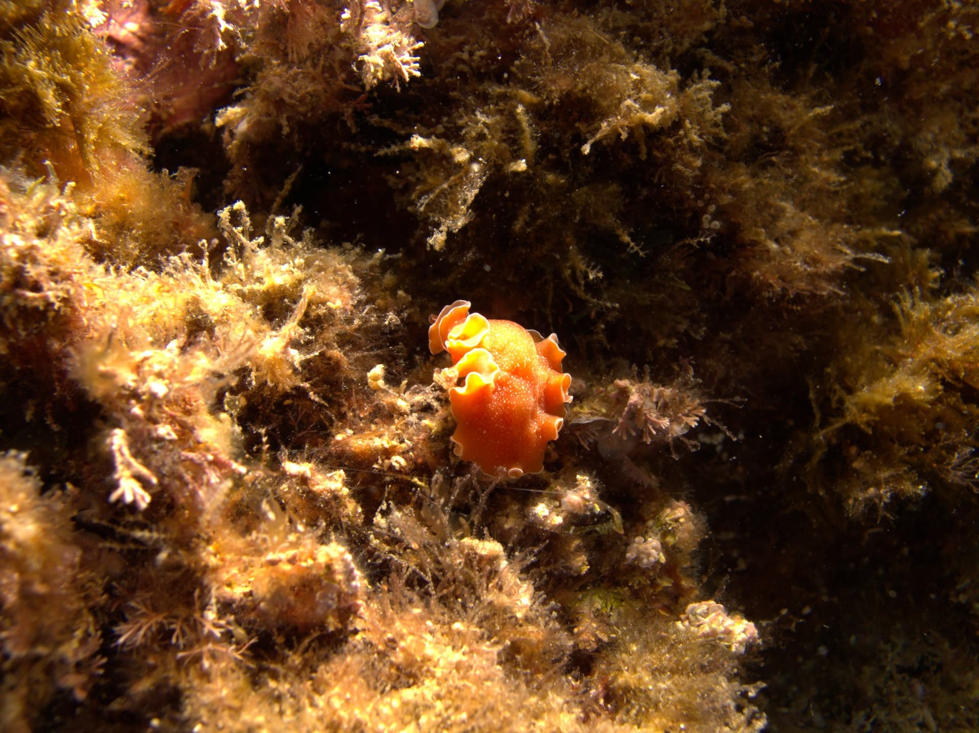 Brown flatworm