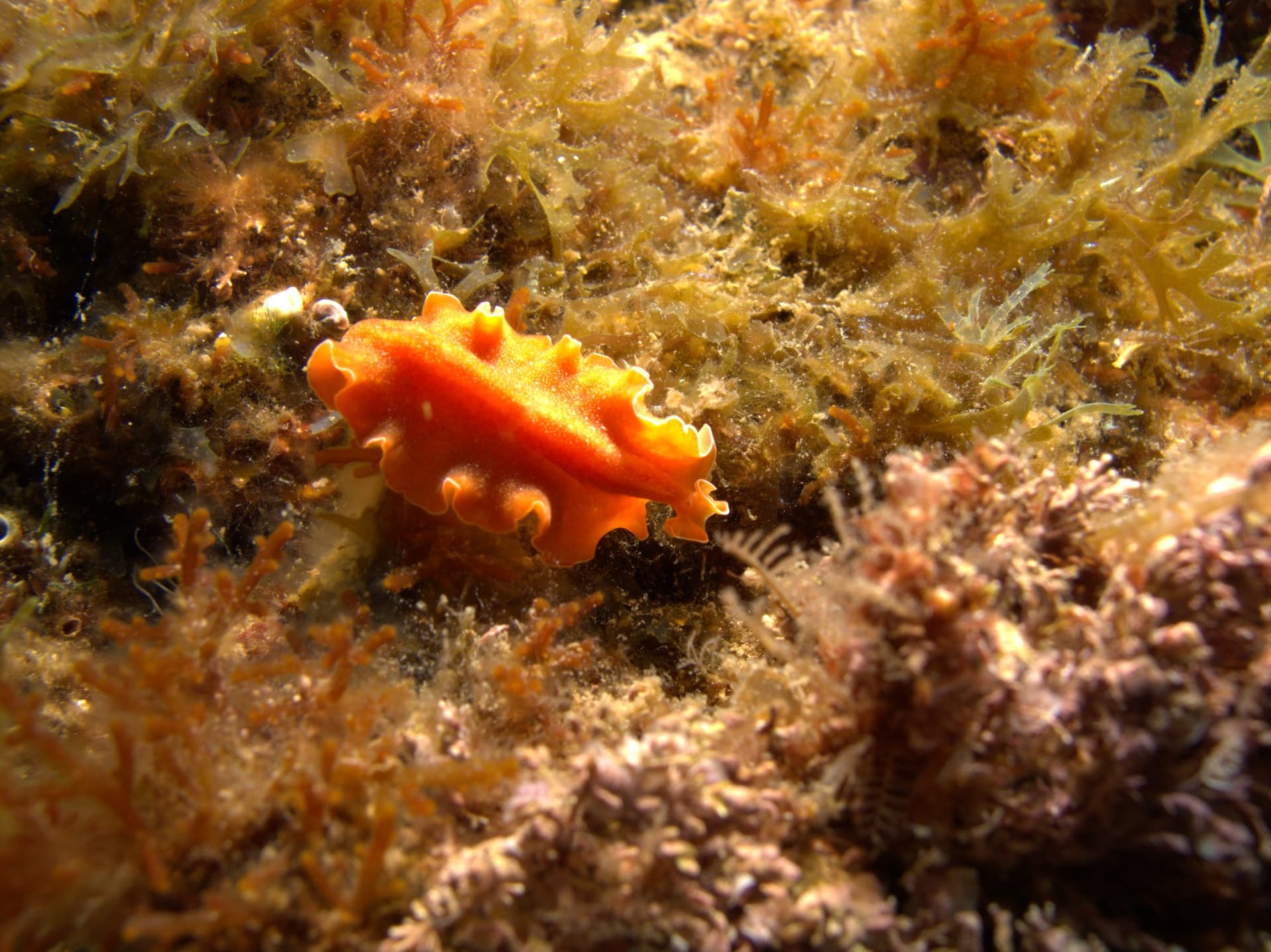 Brown flatworm