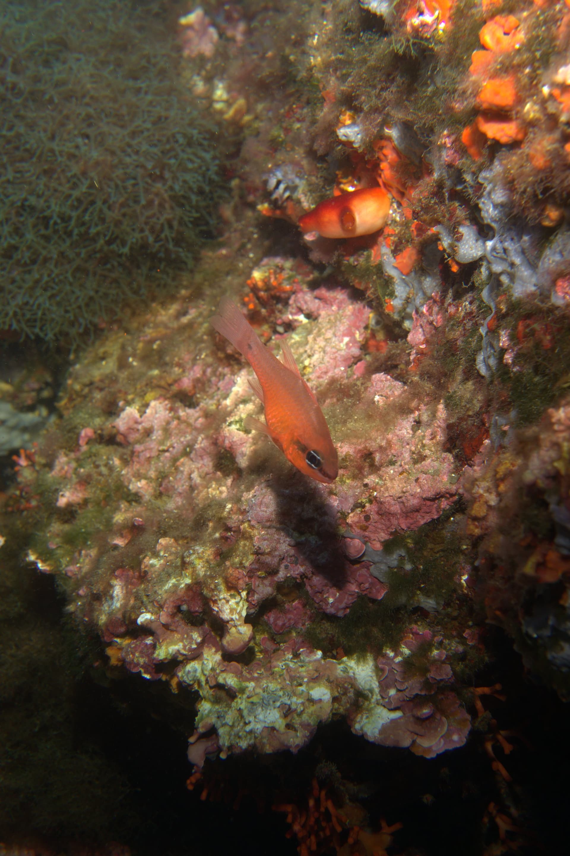 Apogonidae