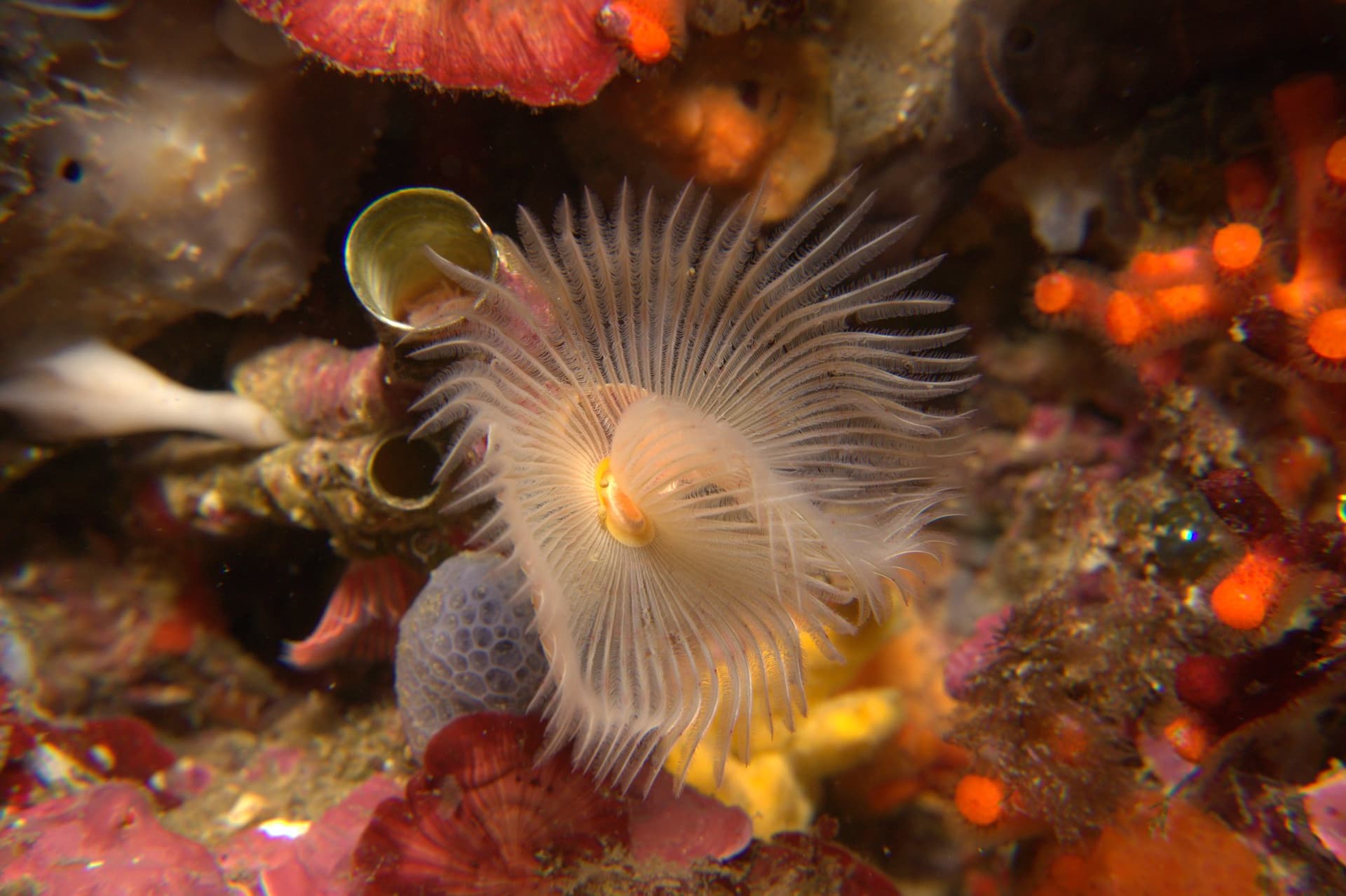 Red tube worm