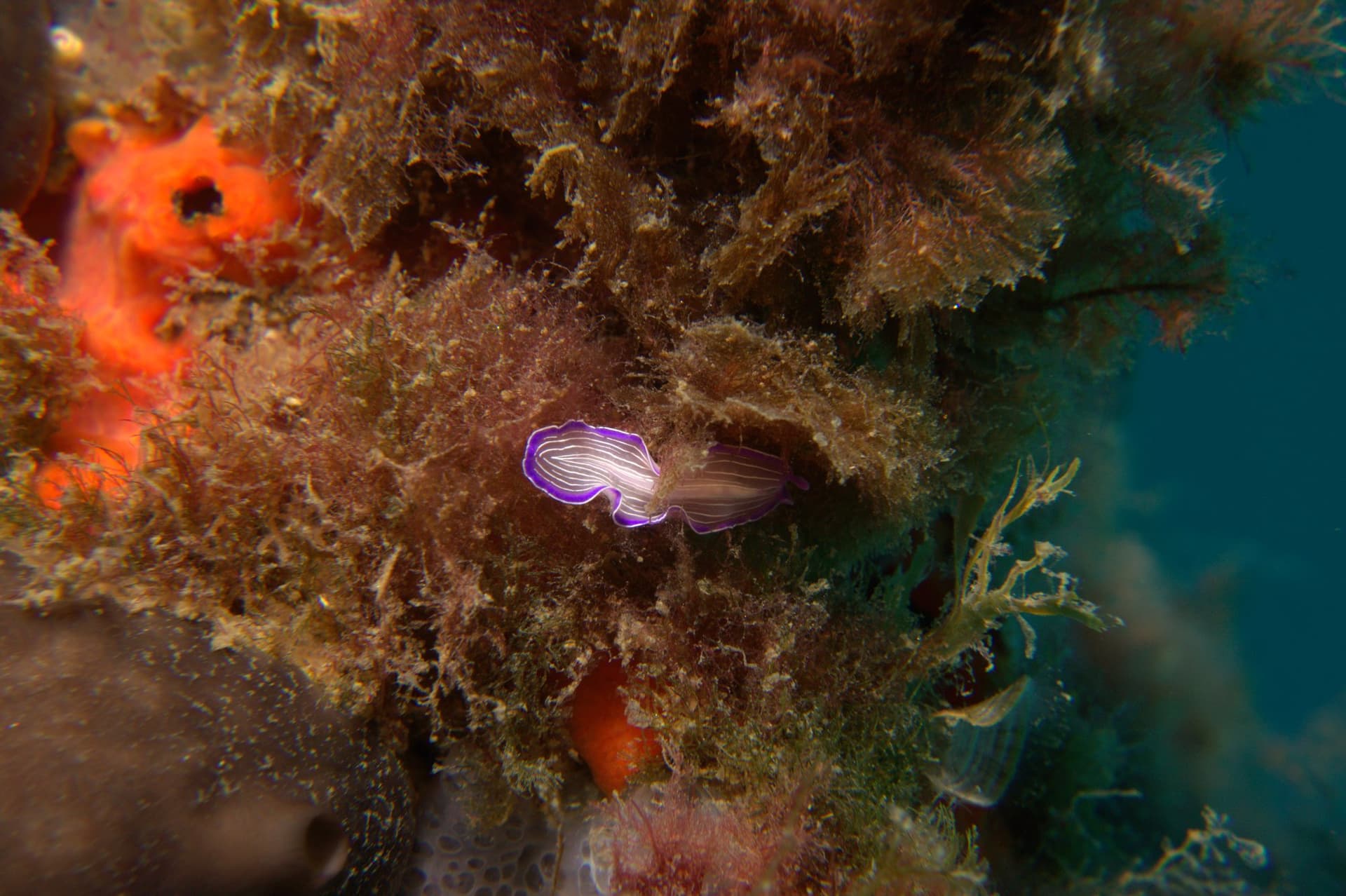 Prostheceraeus roseus