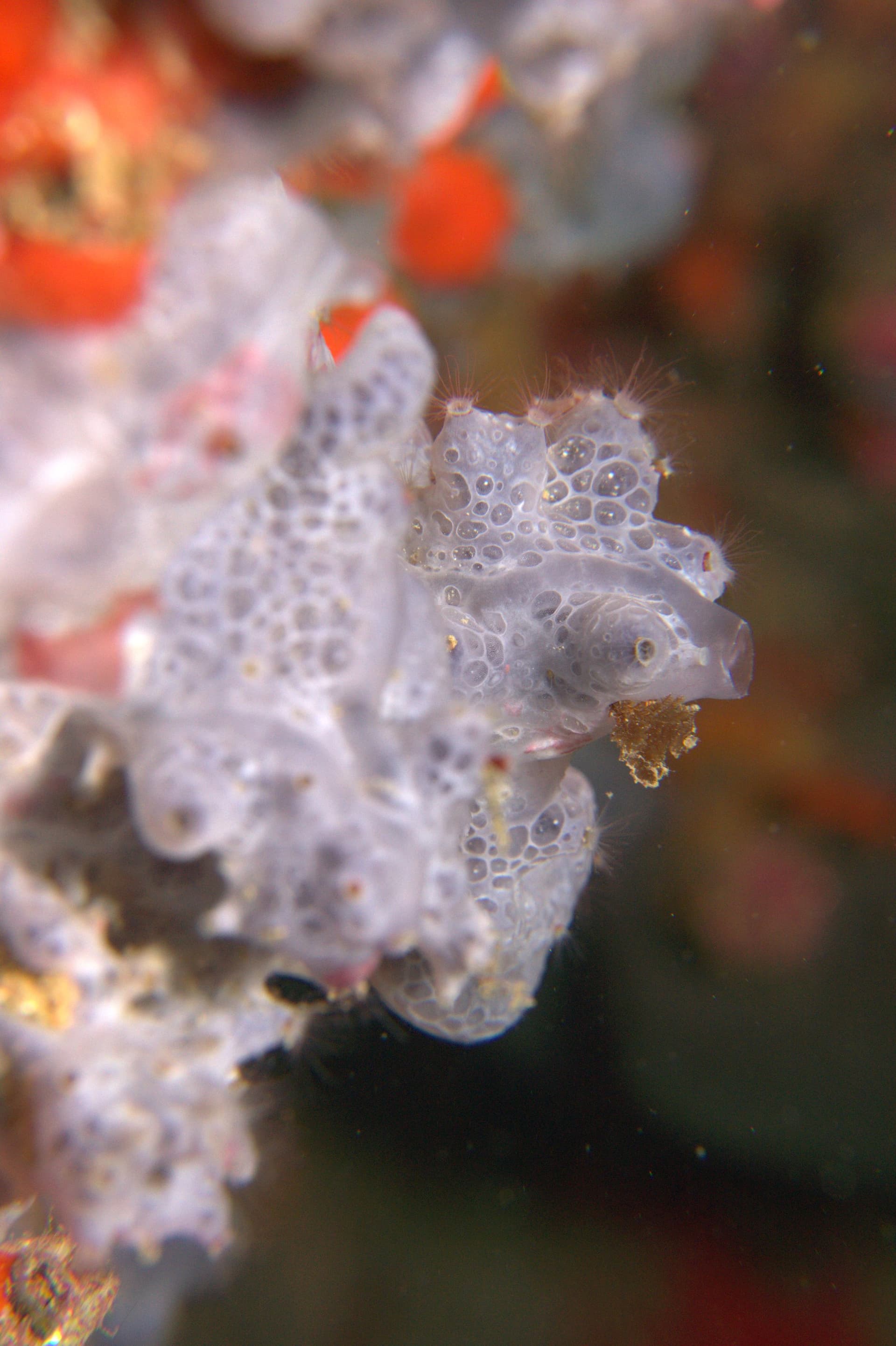 Bluish encrusting sponge