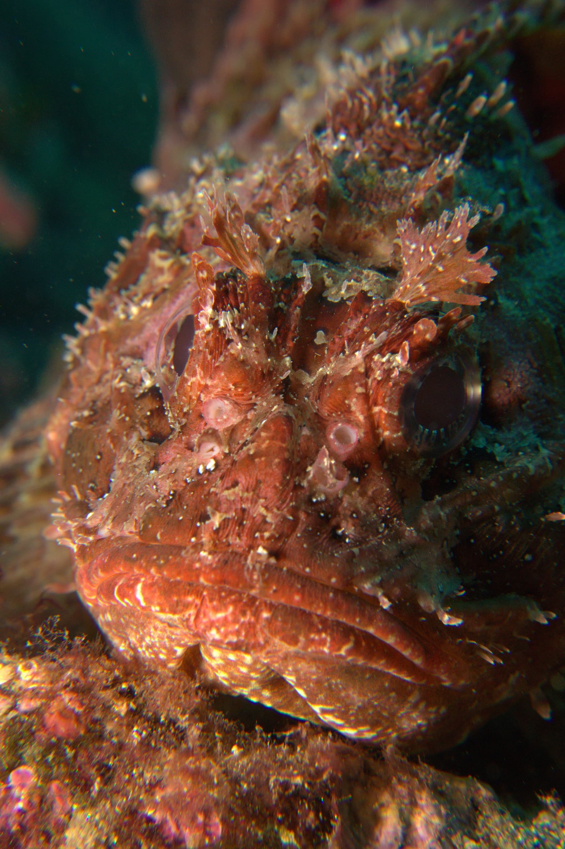 Black scorpionfish