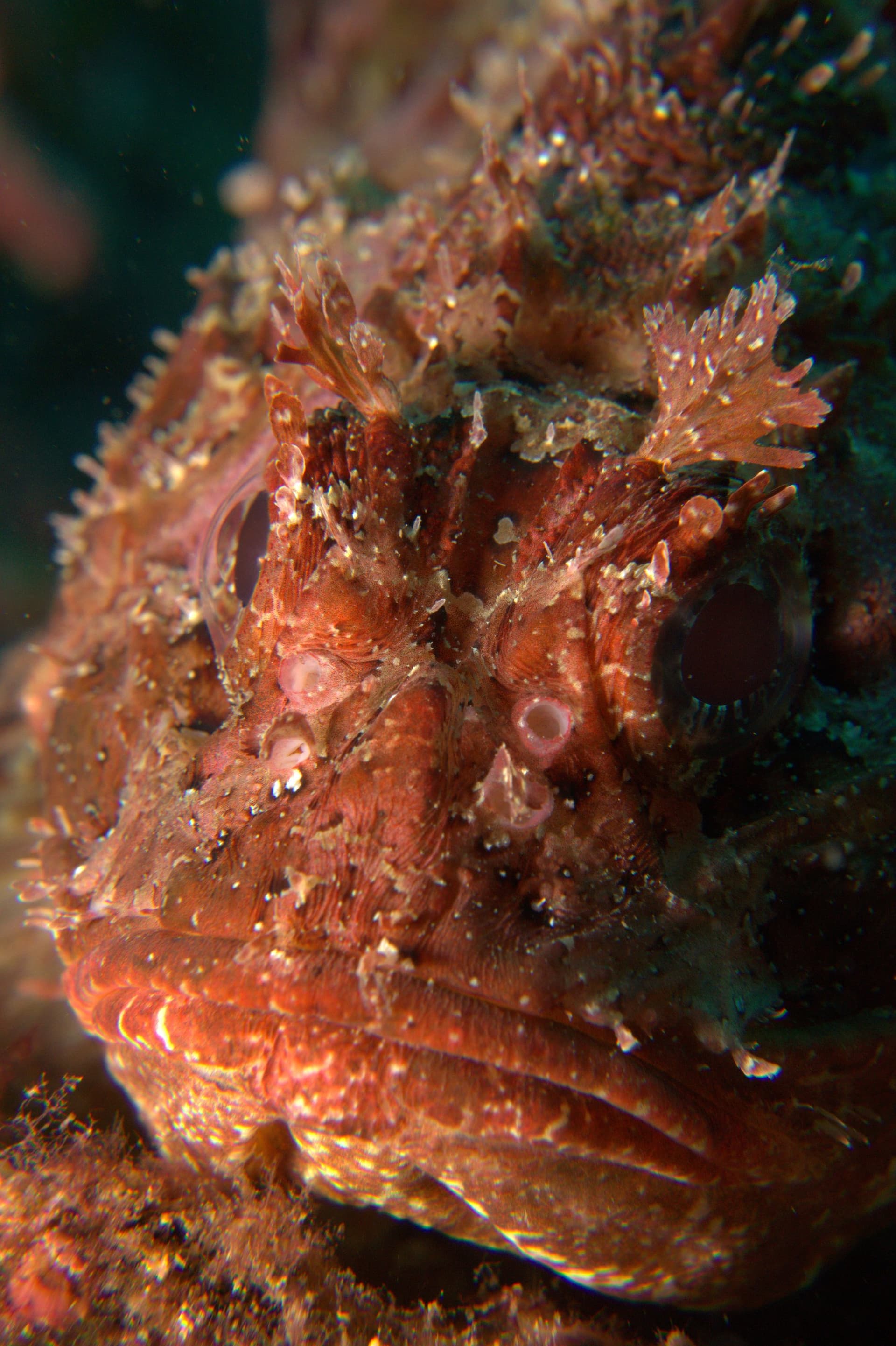 Black scorpionfish