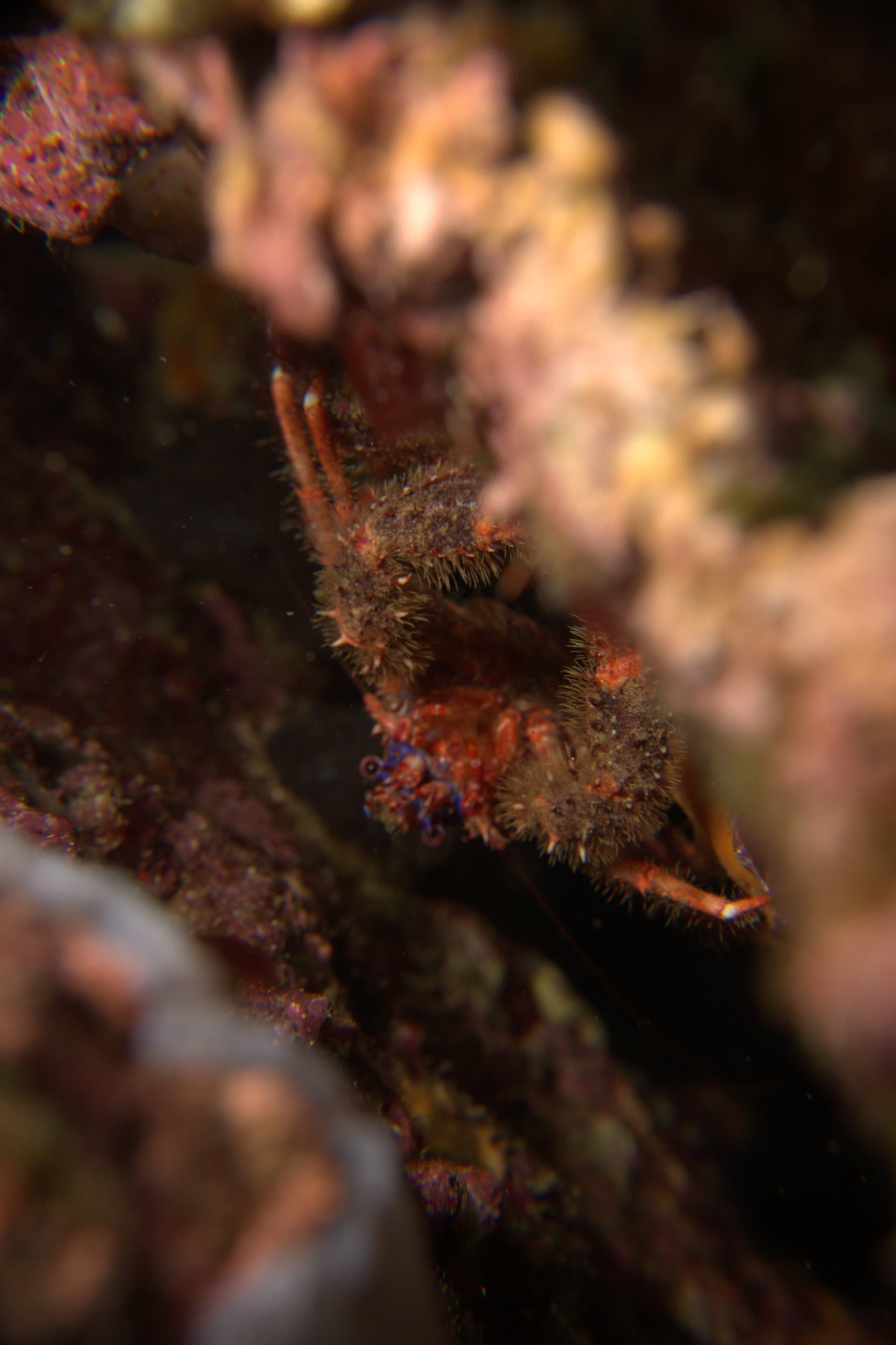 Crab