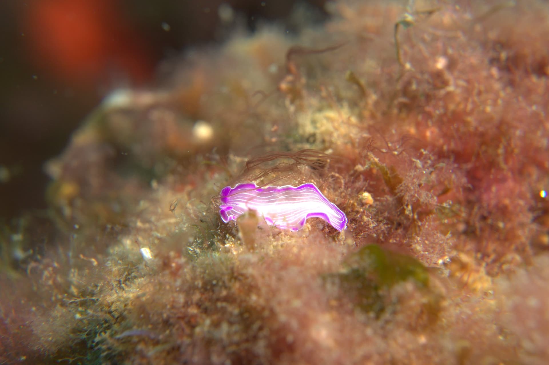 Prostheceraeus roseus