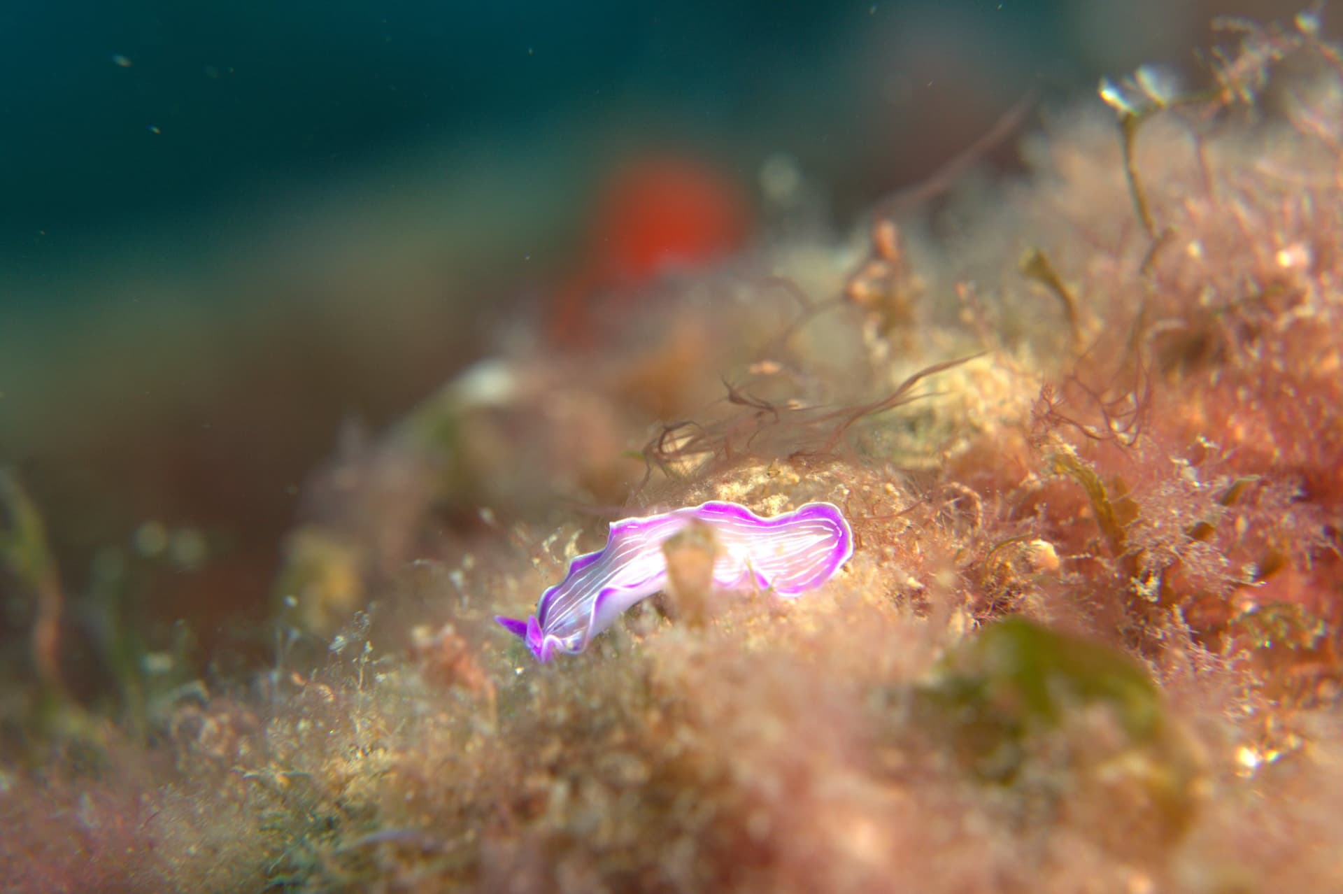 Prostheceraeus roseus