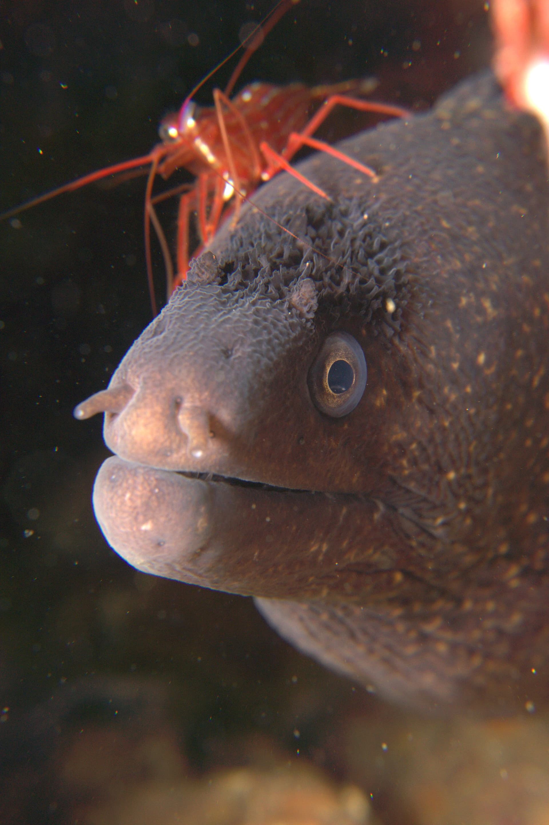 Mediterranean moray eel
