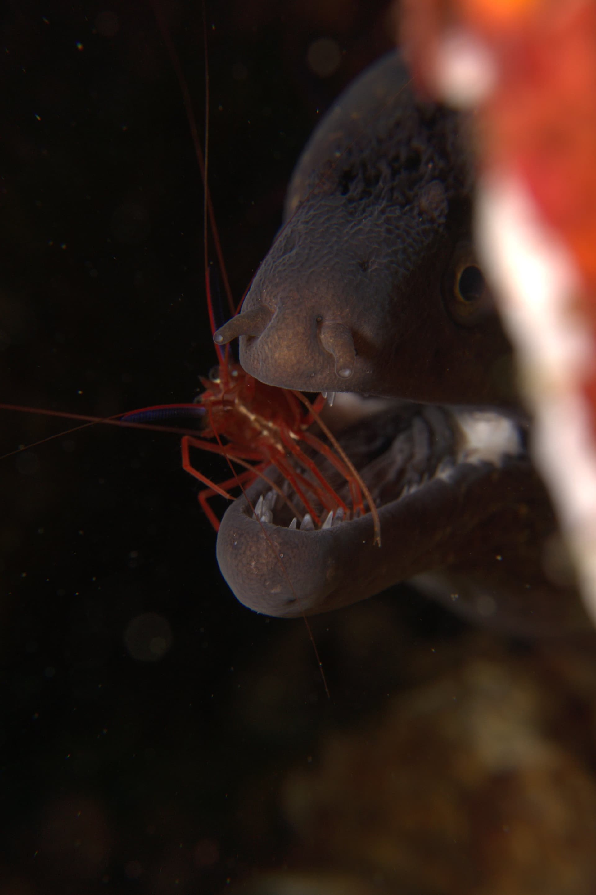 Mediterranean moray eel