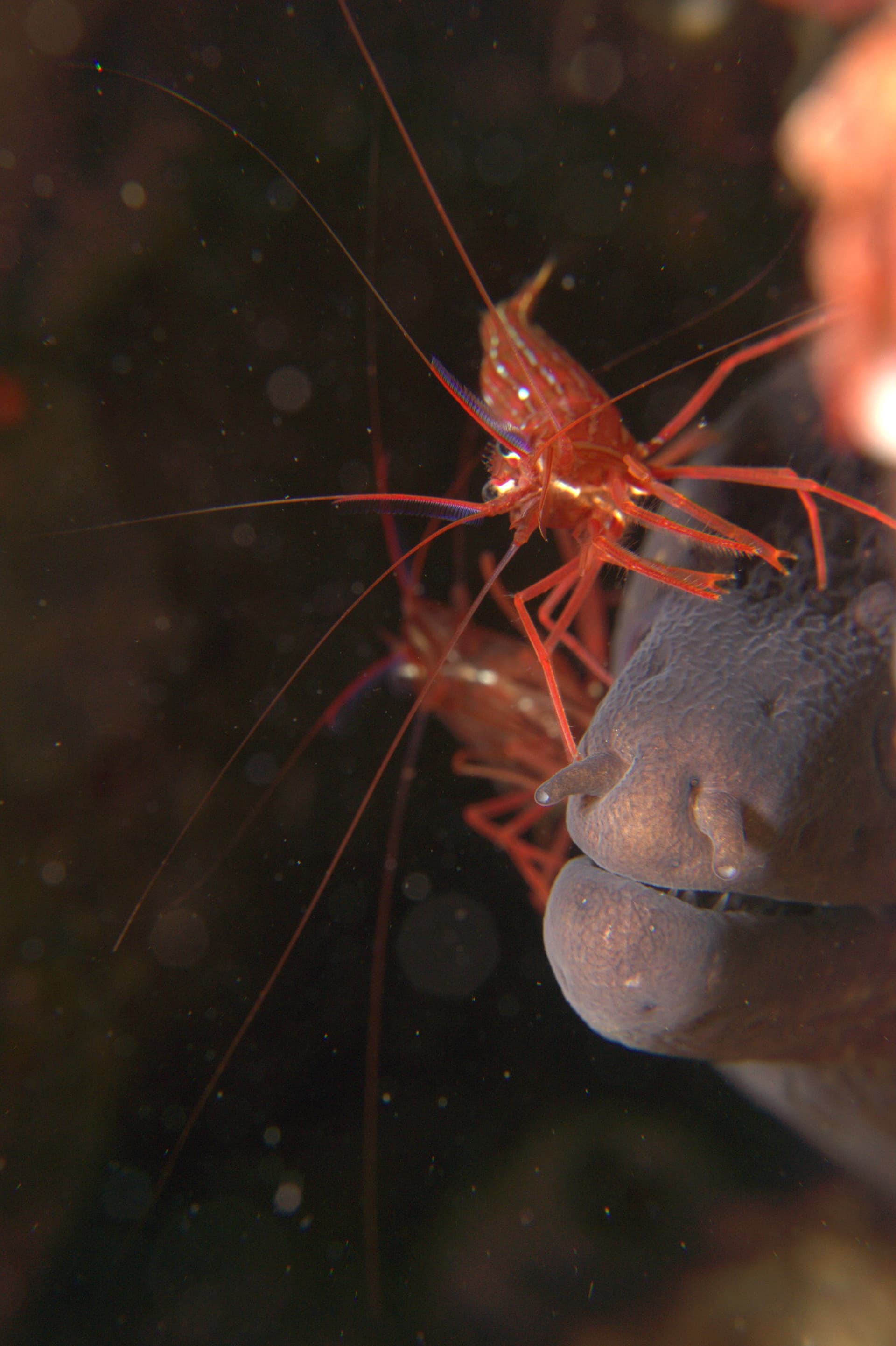 Mediterranean moray eel
