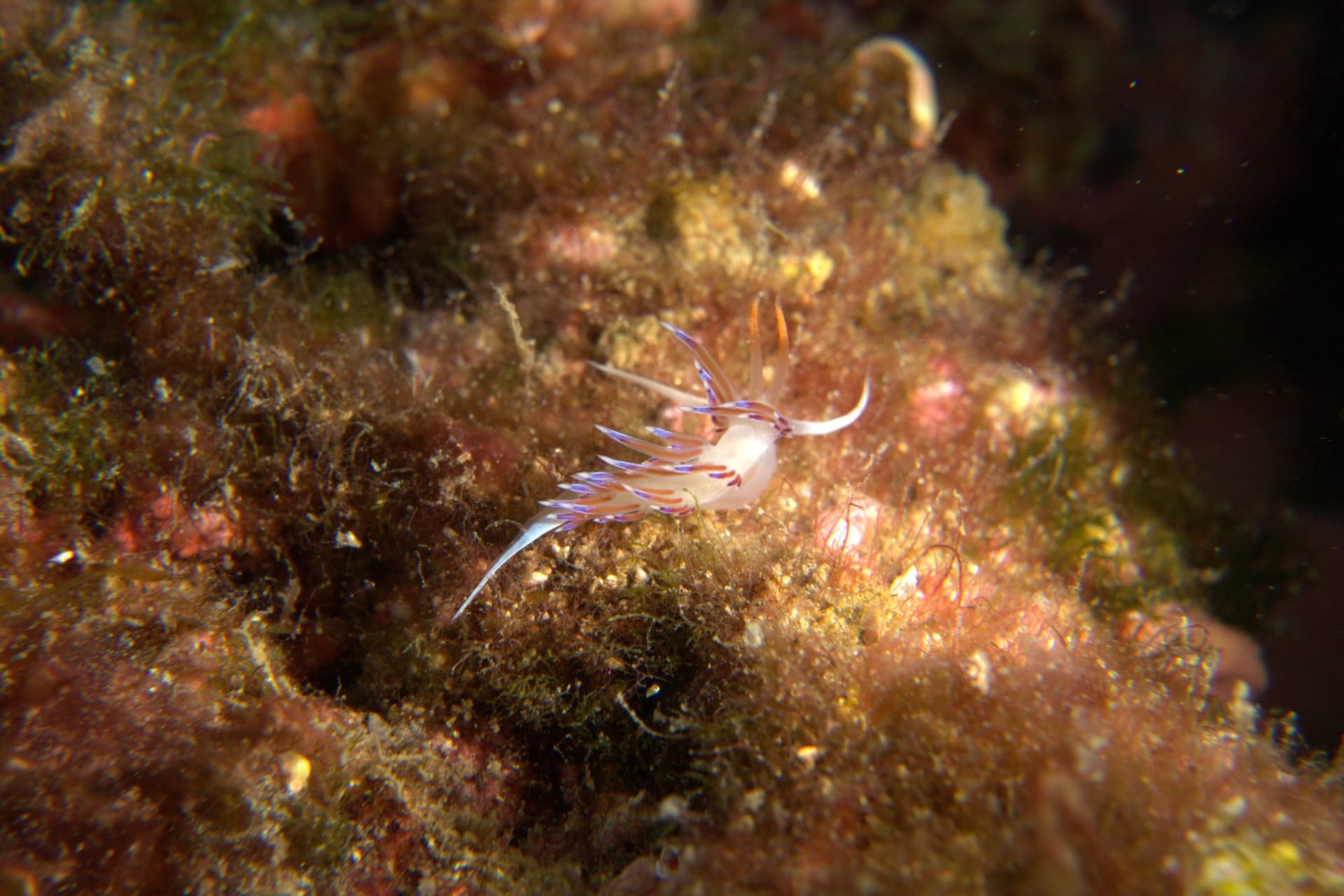 Cratena peregrina