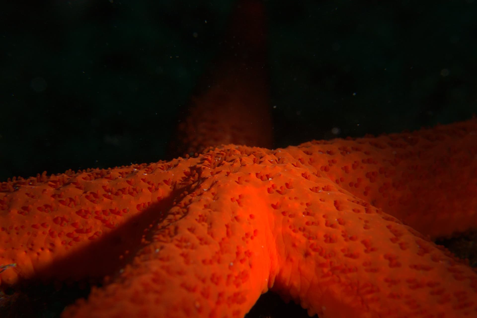 Red starfish