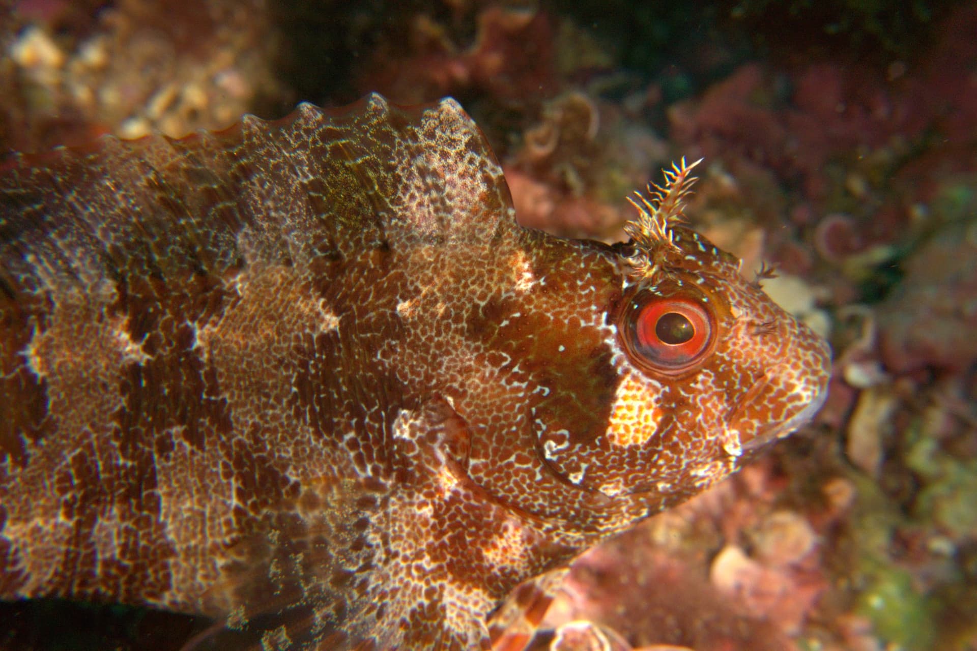 Tompot blenny