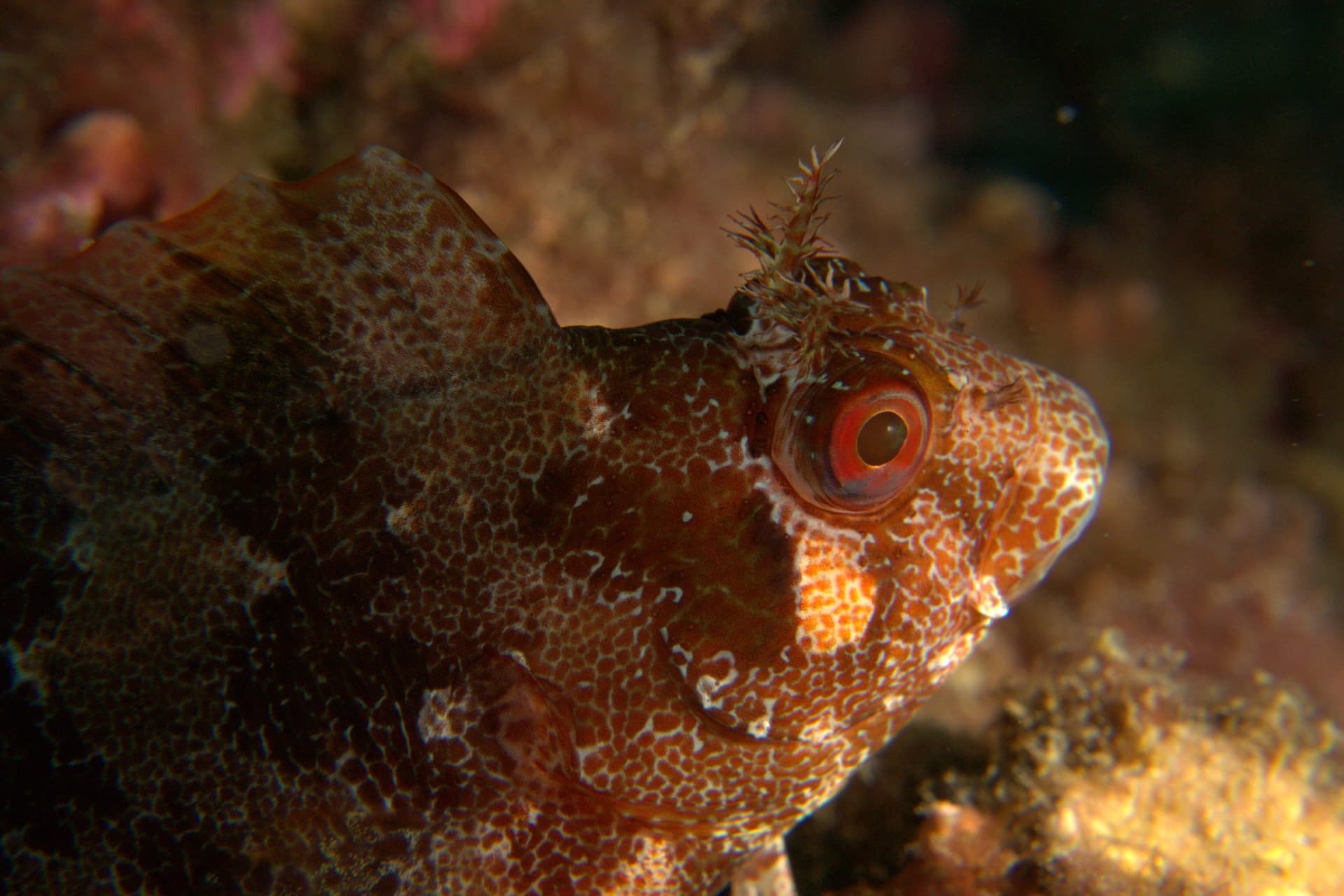Tompot blenny