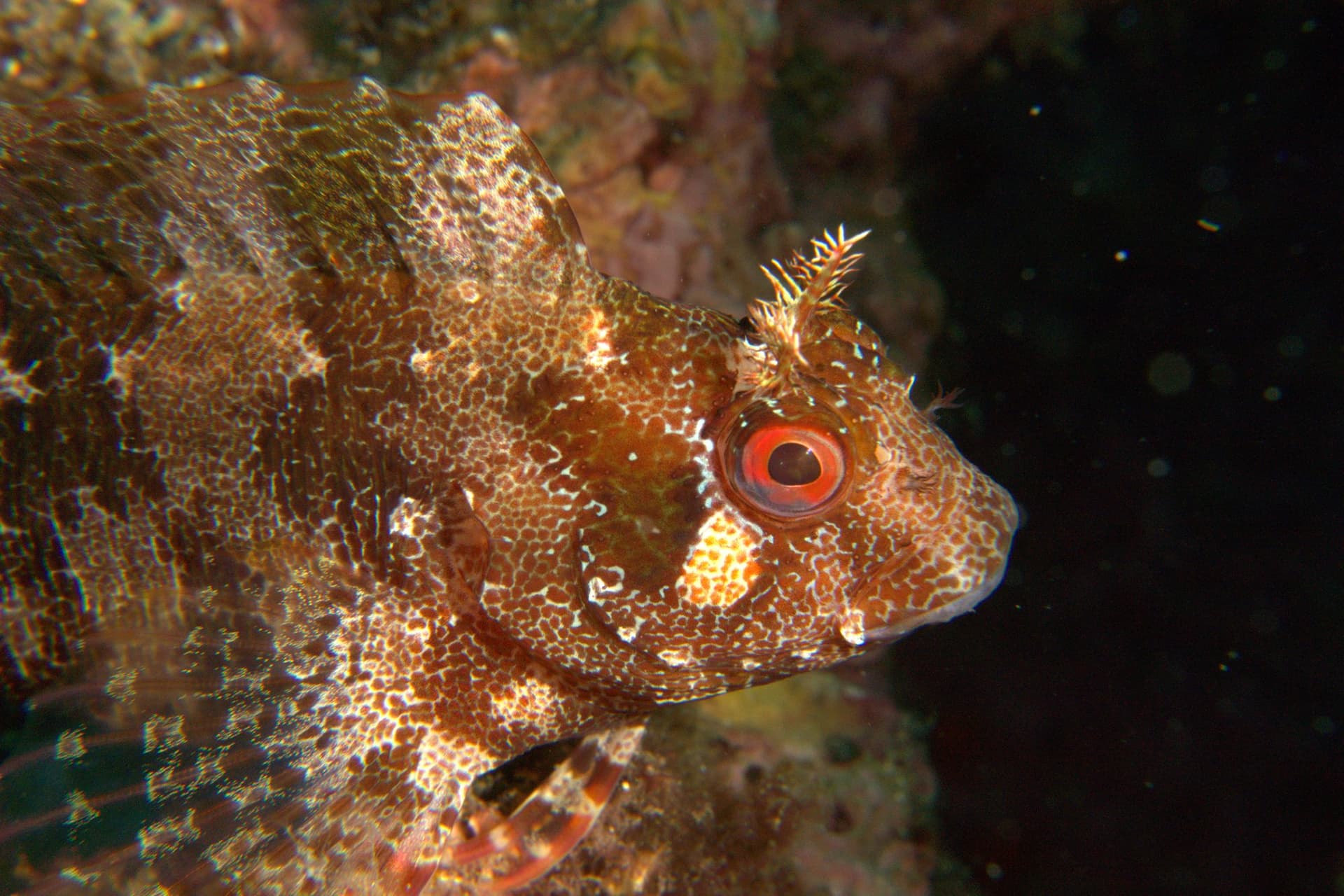 Tompot blenny
