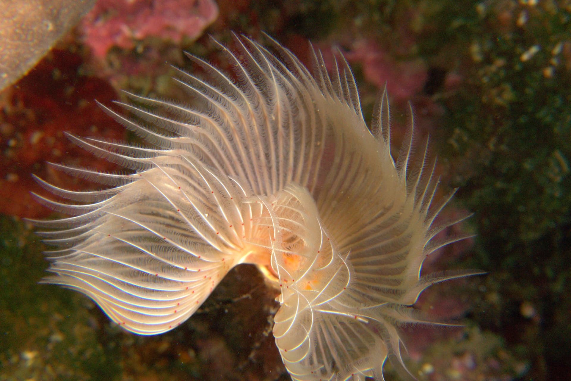 Red tube worm