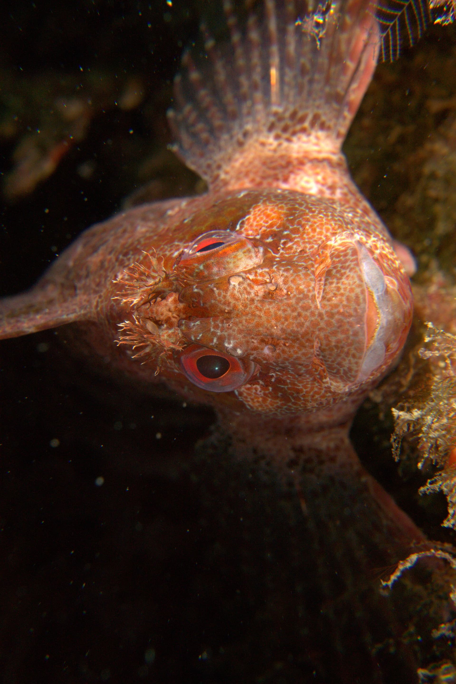 Tompot blenny