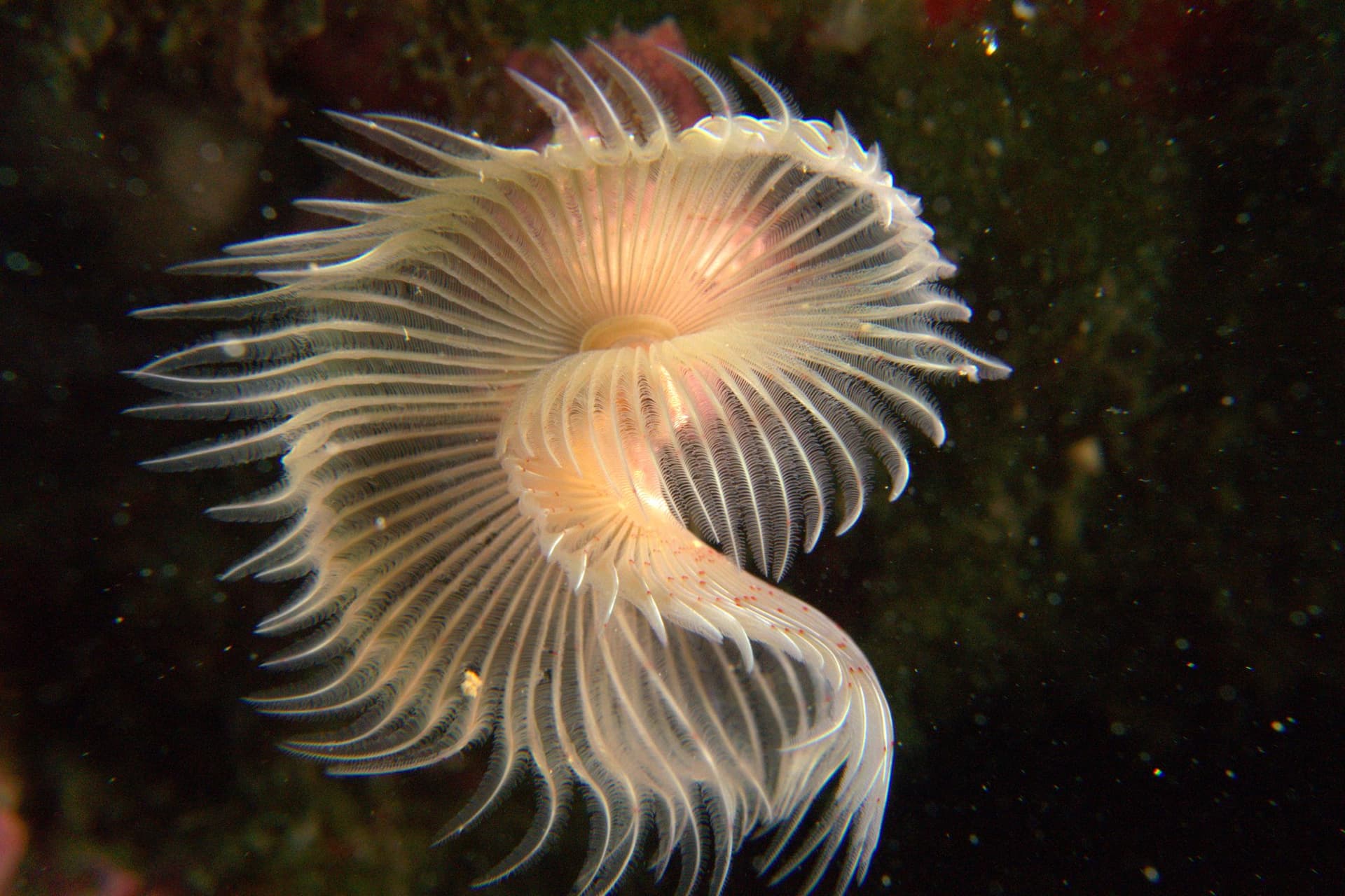 Red tube worm