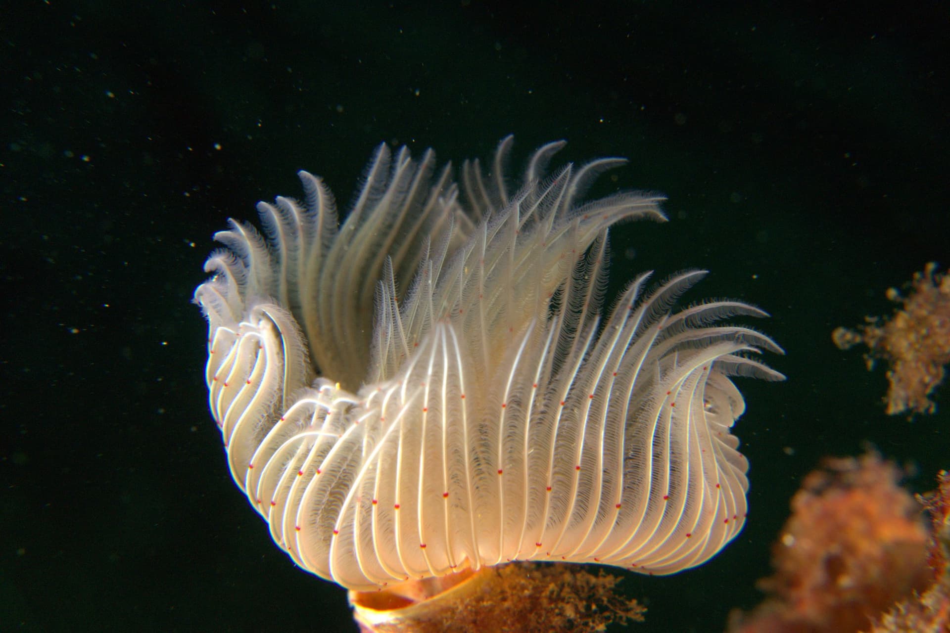 Red tube worm