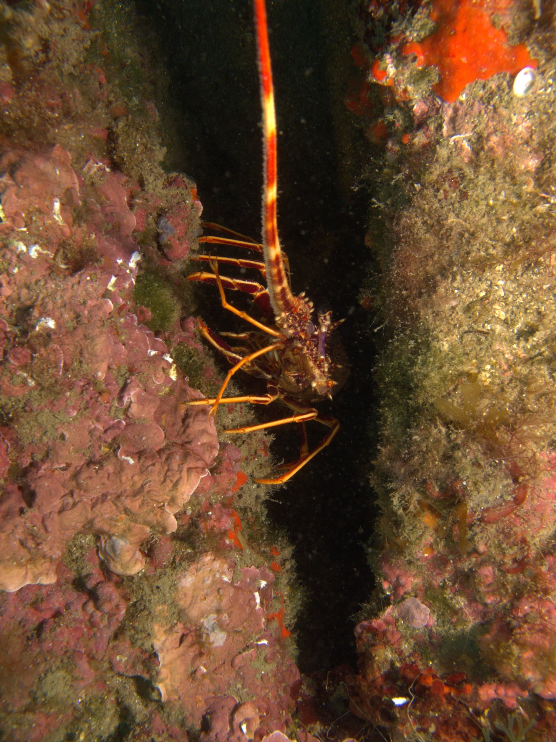Spiny lobster