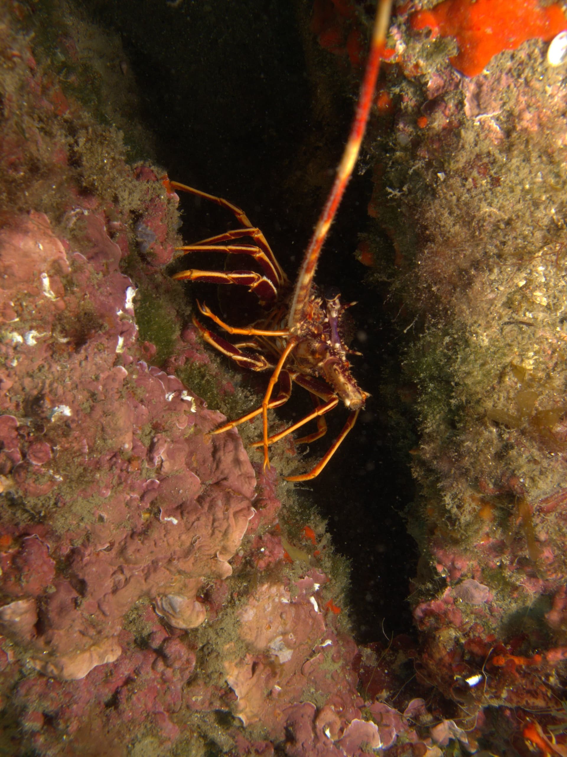 Spiny lobster