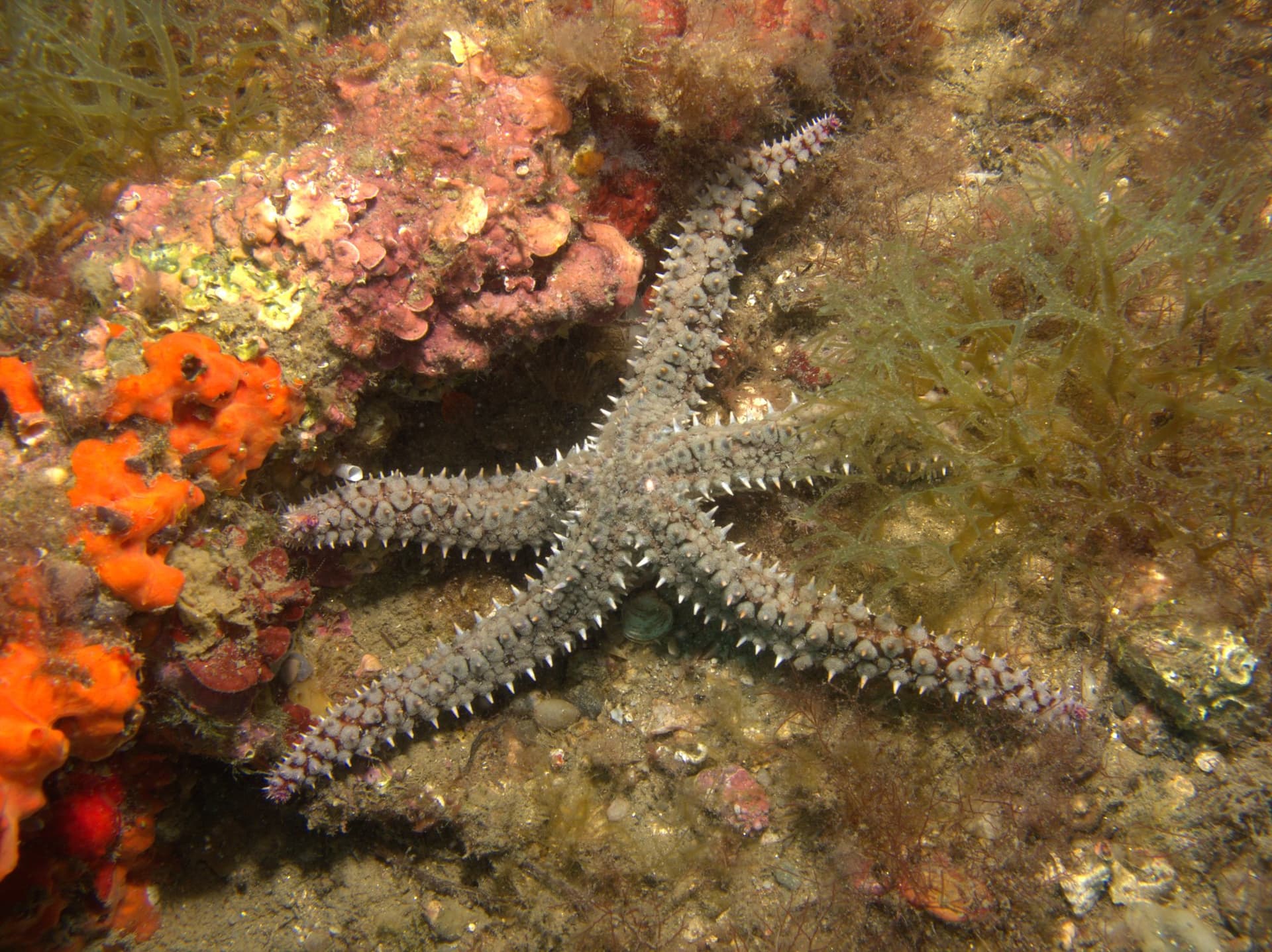 Spiny starfish
