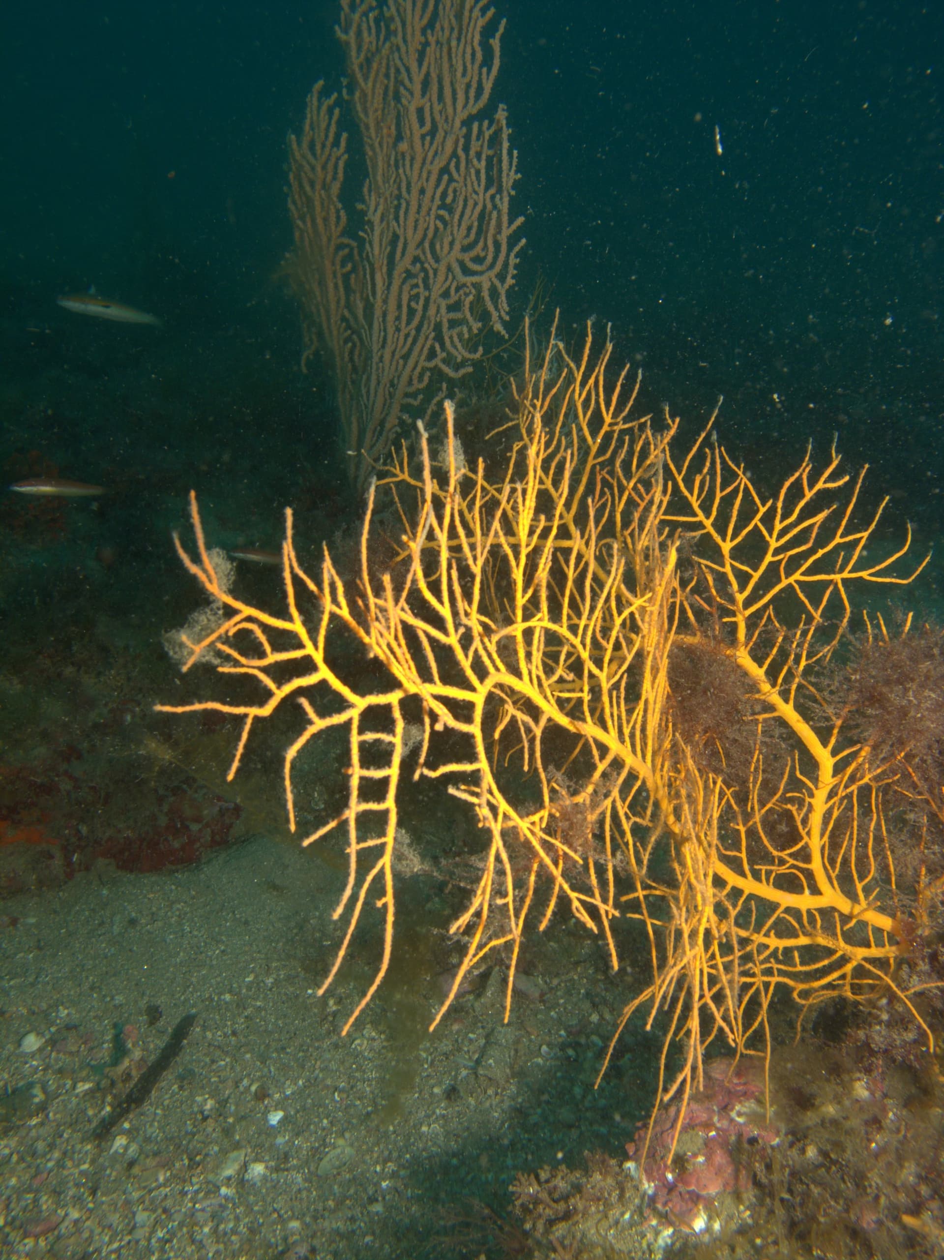 Orange gorgonian