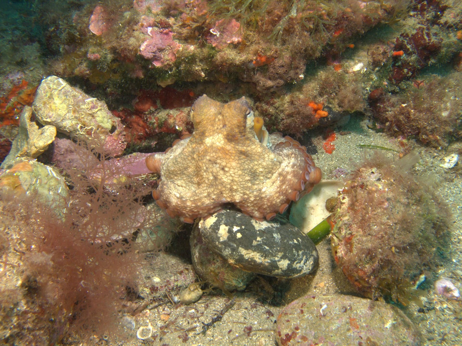 Common octopus
