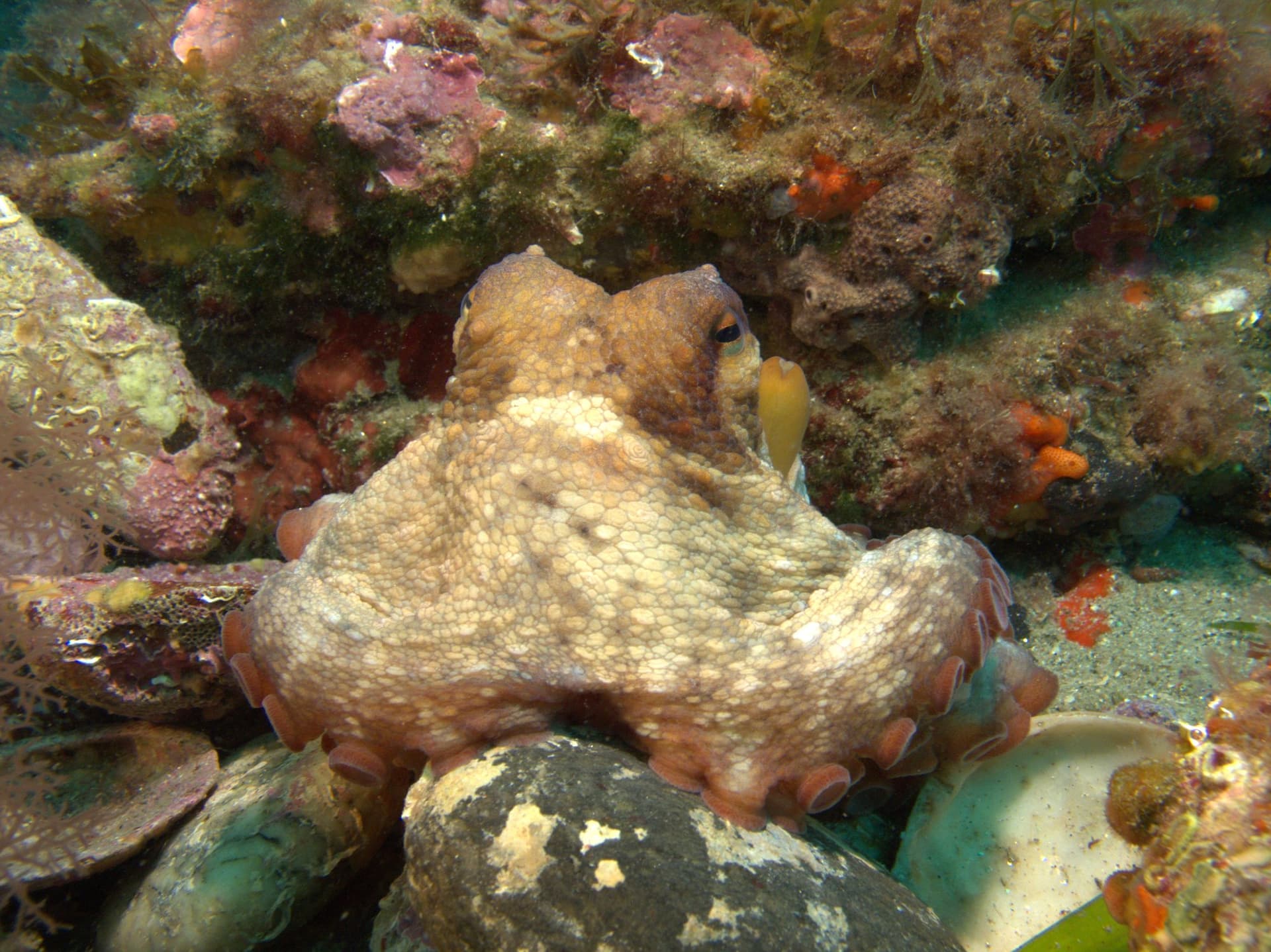 Common octopus