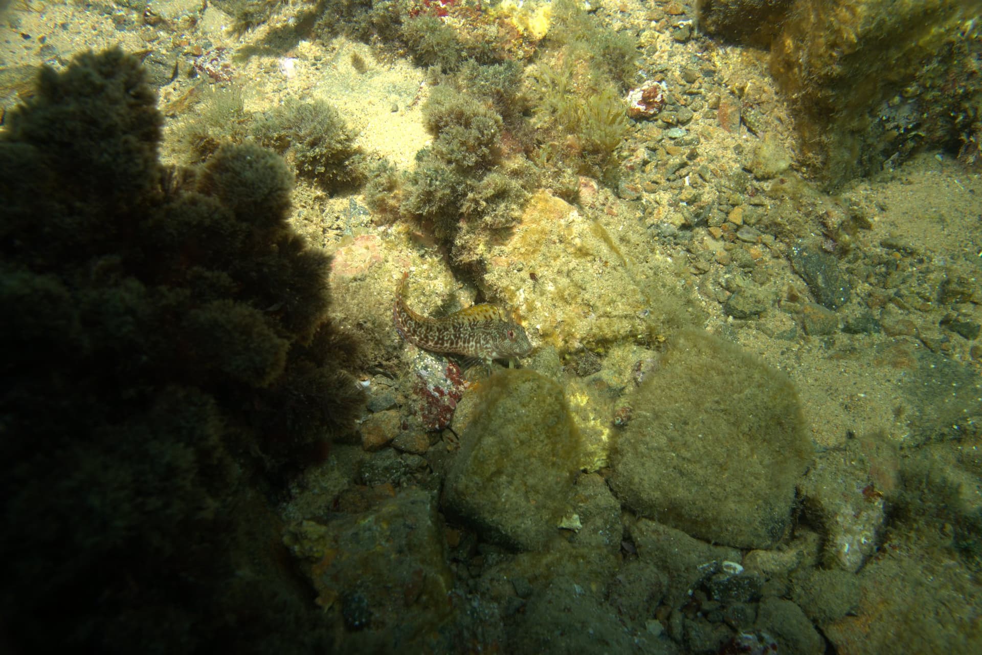 Blenny