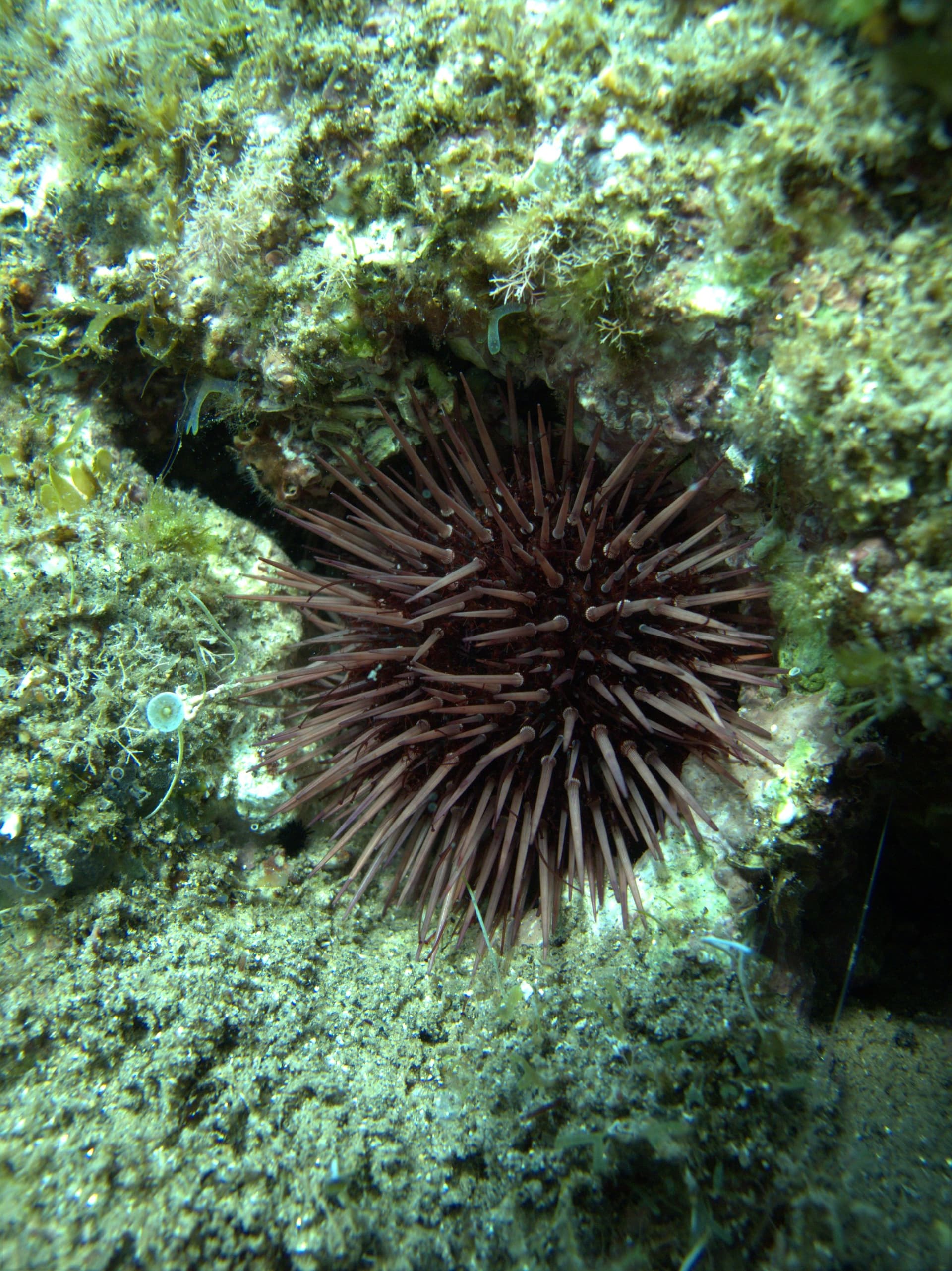 Sea urchin