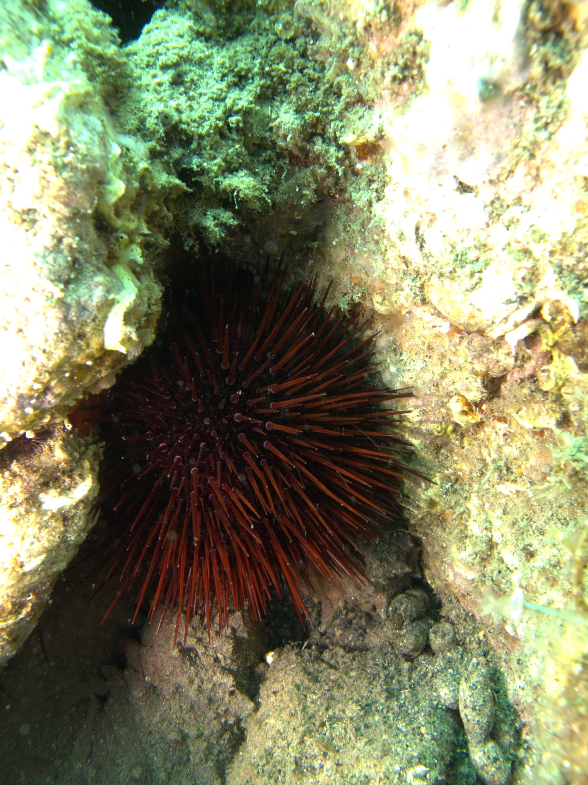 Sea urchin