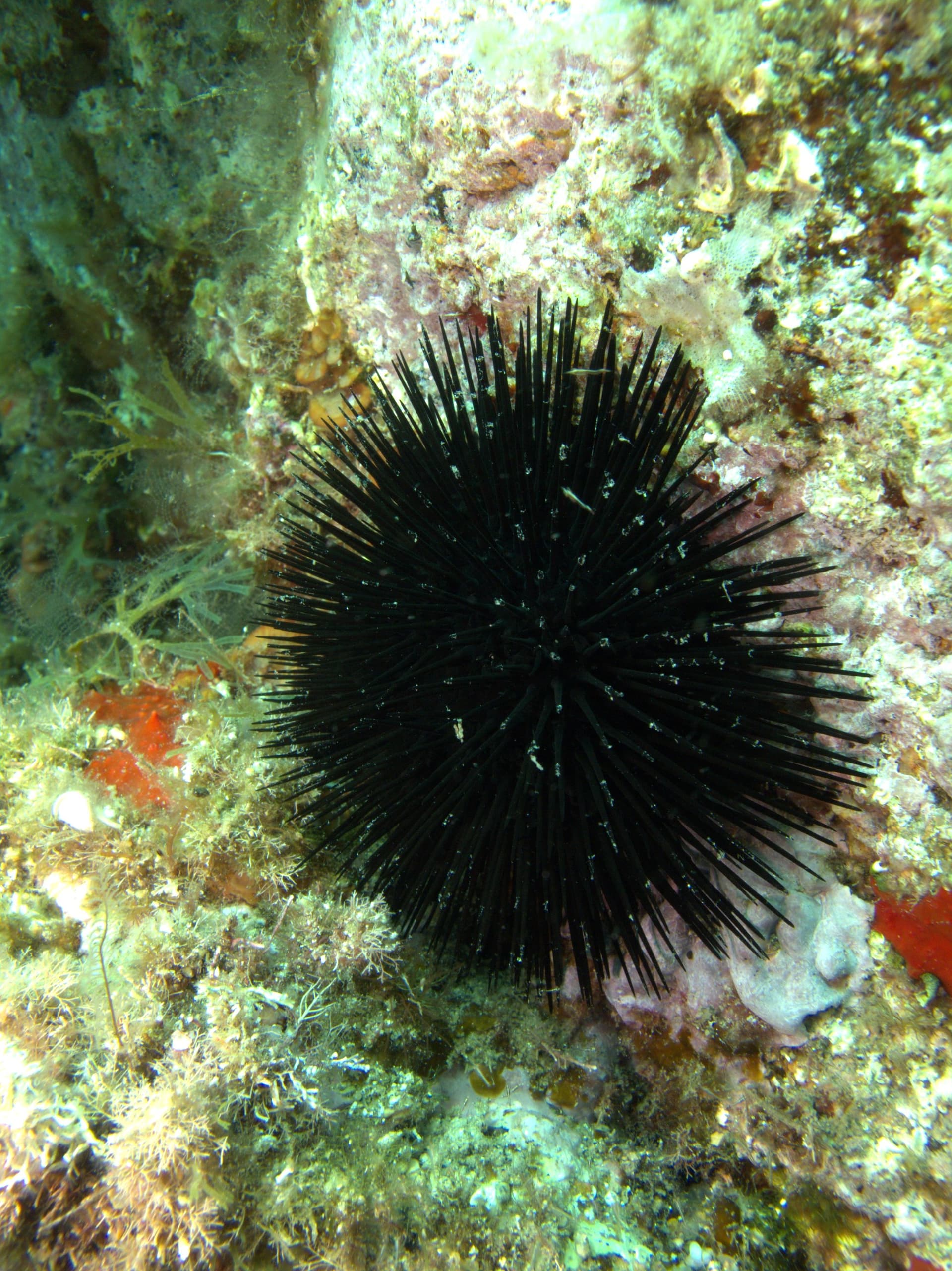 Sea urchin