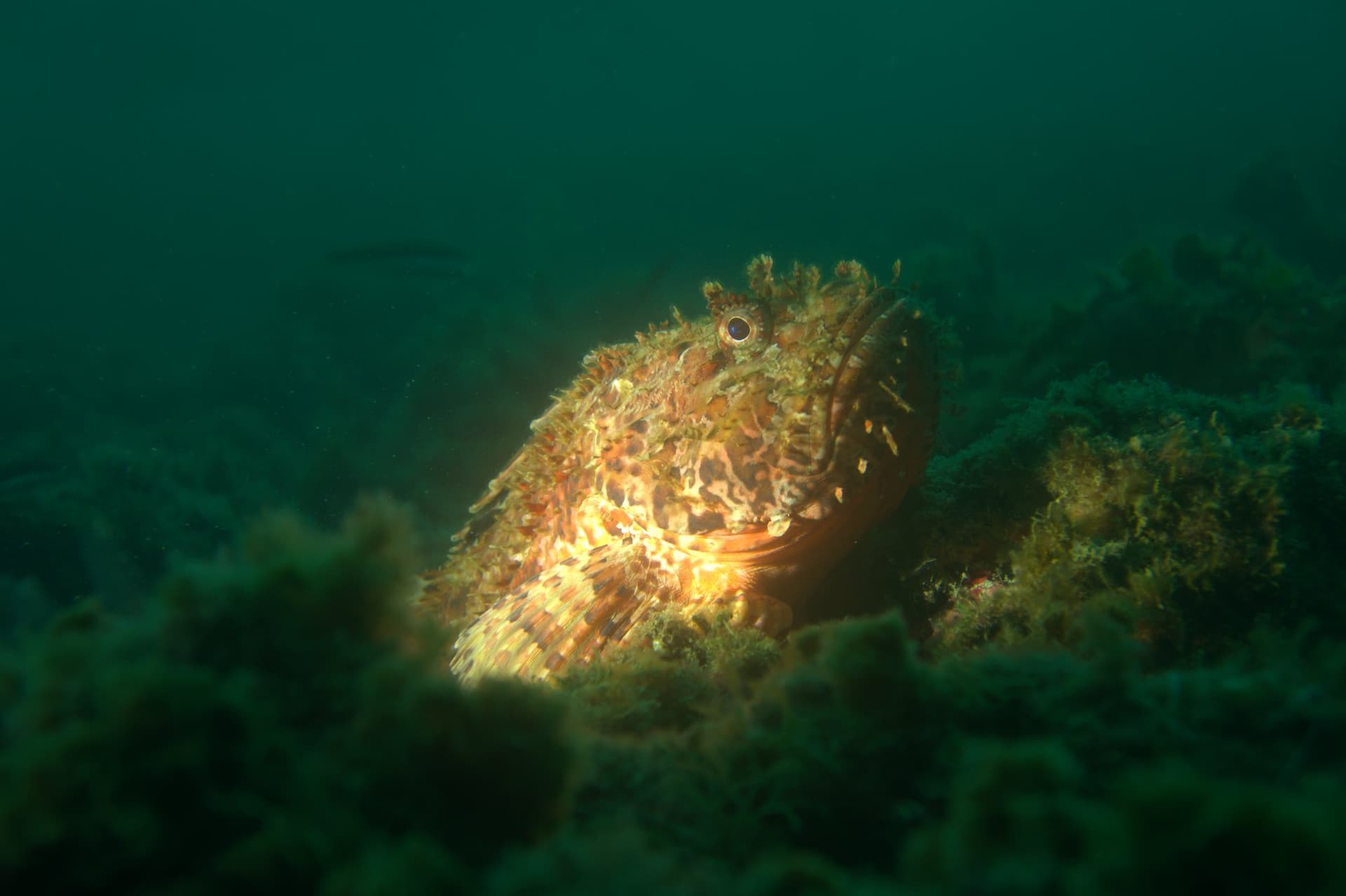 Red scorpionfish