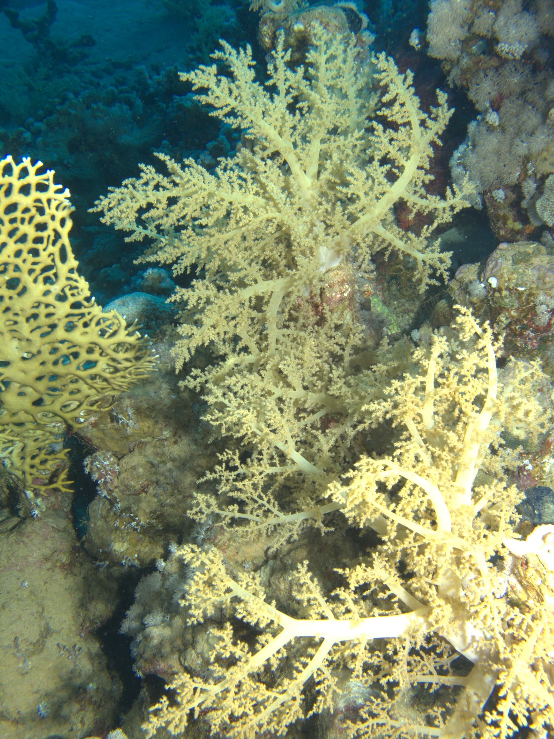 Tree soft coral