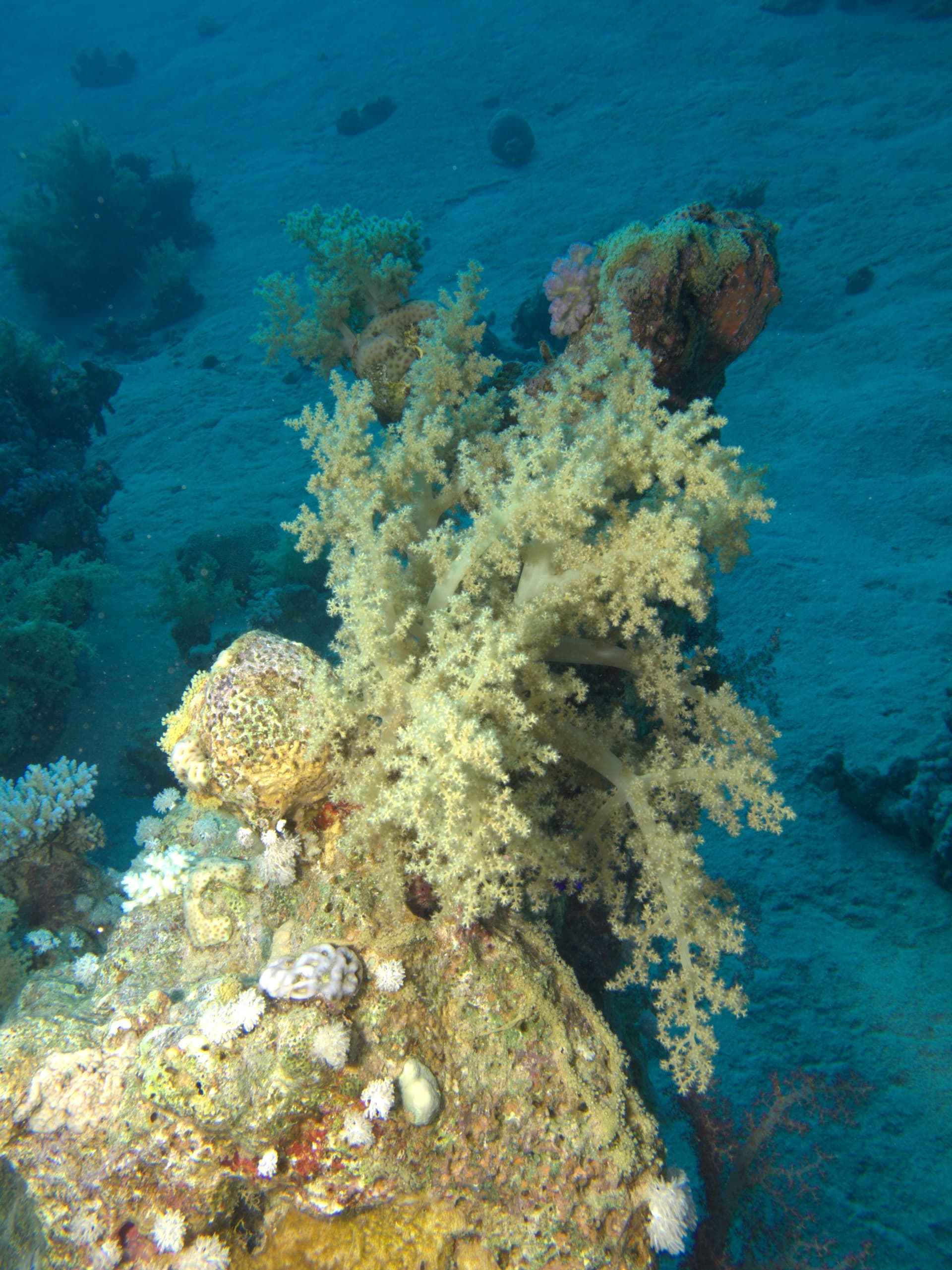 Tree soft coral