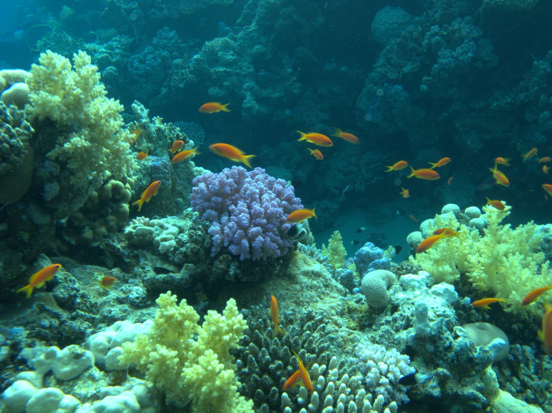 Anthias